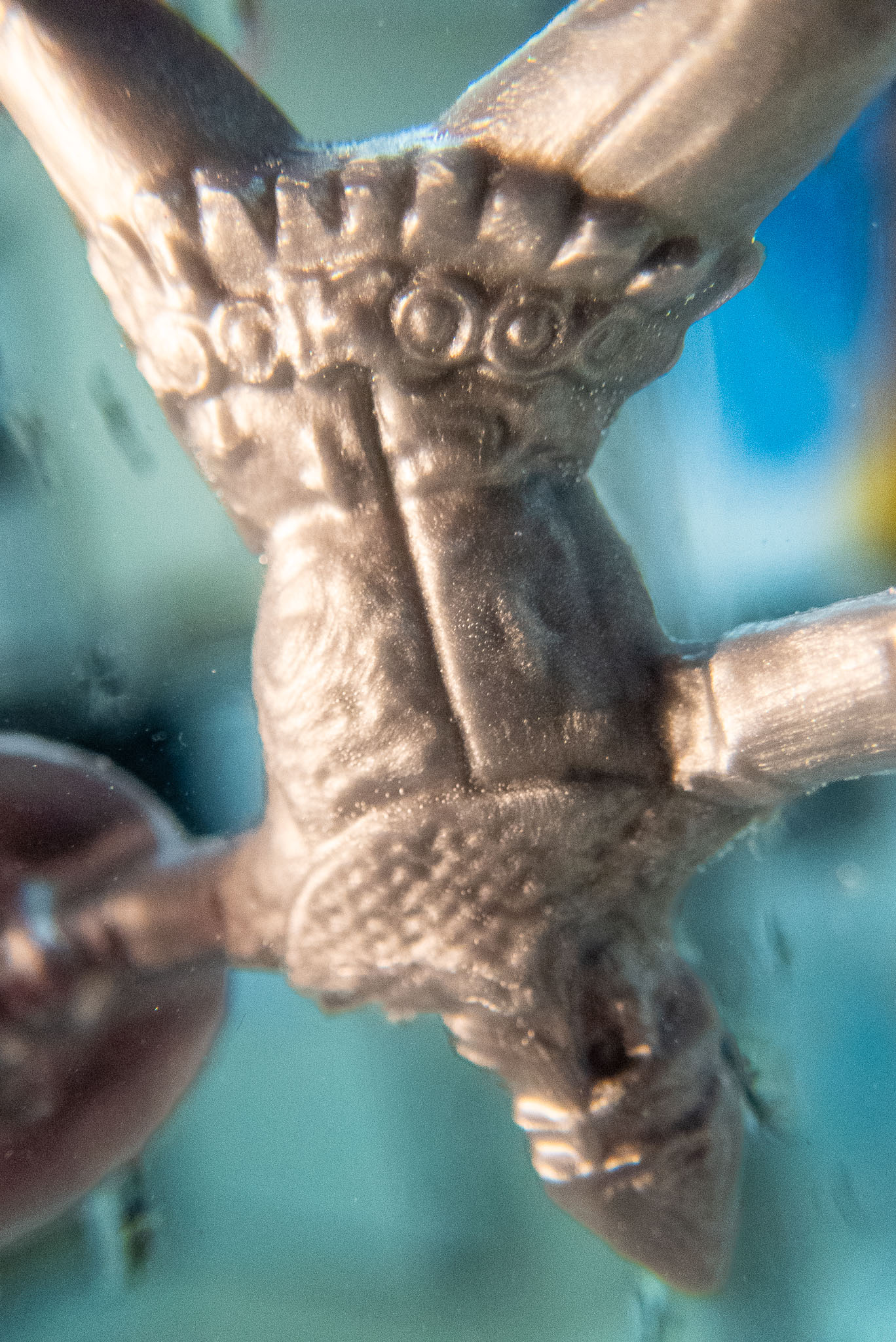 This is a super macro shot using the Olympus Tough TG-5’s ‘microscope mode’ of a toy medieval soldier underwater.
