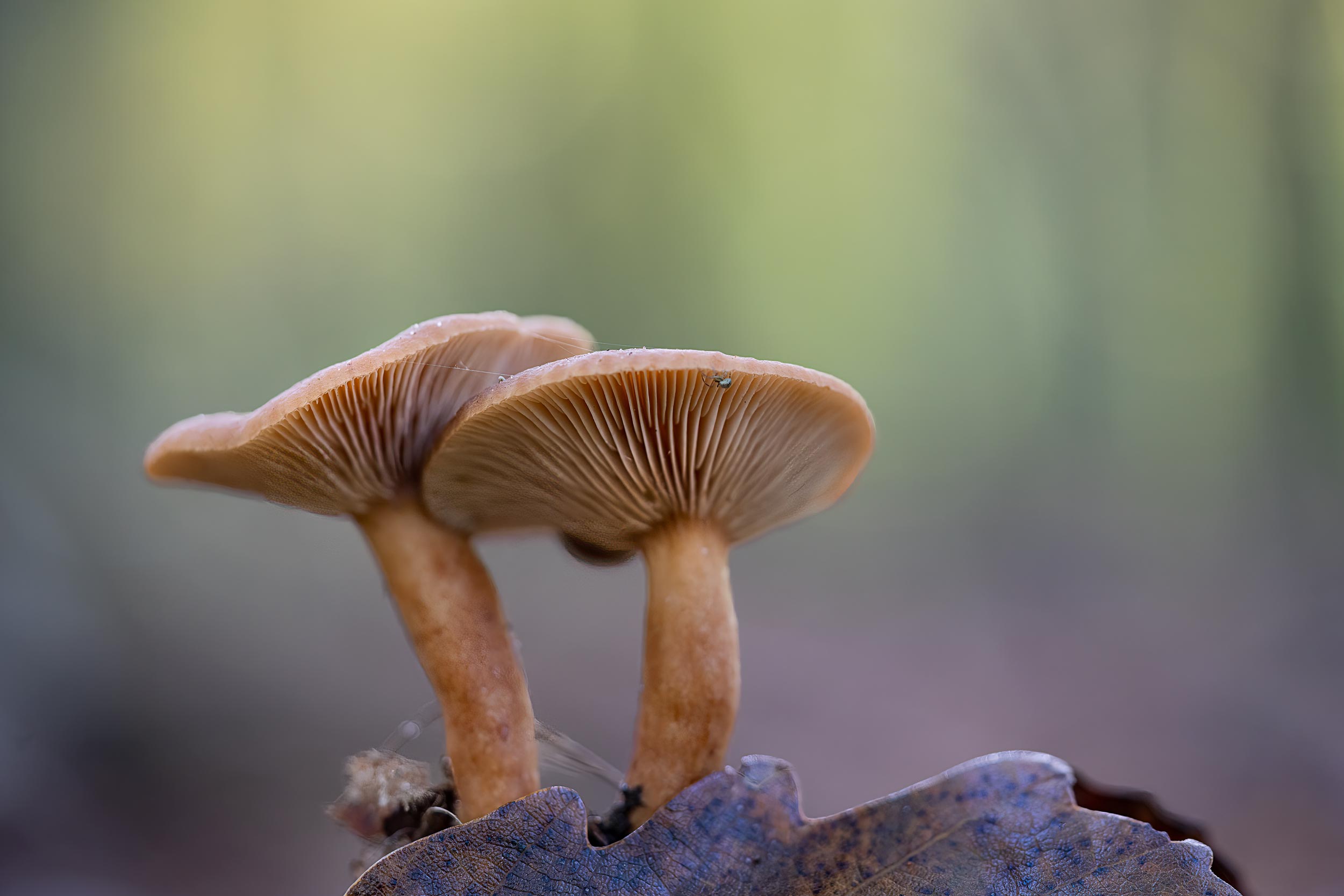 Pilzduo im Vordergrund, mit cremigem Bokeh, aufgenommen von Diana Klawitter mit der Sony Alpha A7R IV