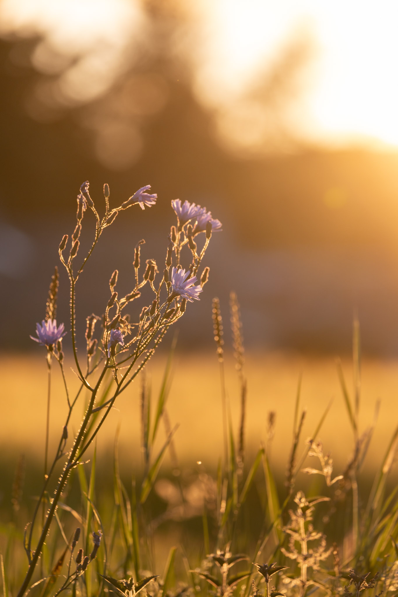 Kleine paarse bloemen met dauw erop verlicht door een zonsondergang. Gefotografeerd door Amy Moore met de Canon EOS R5 Mark II.