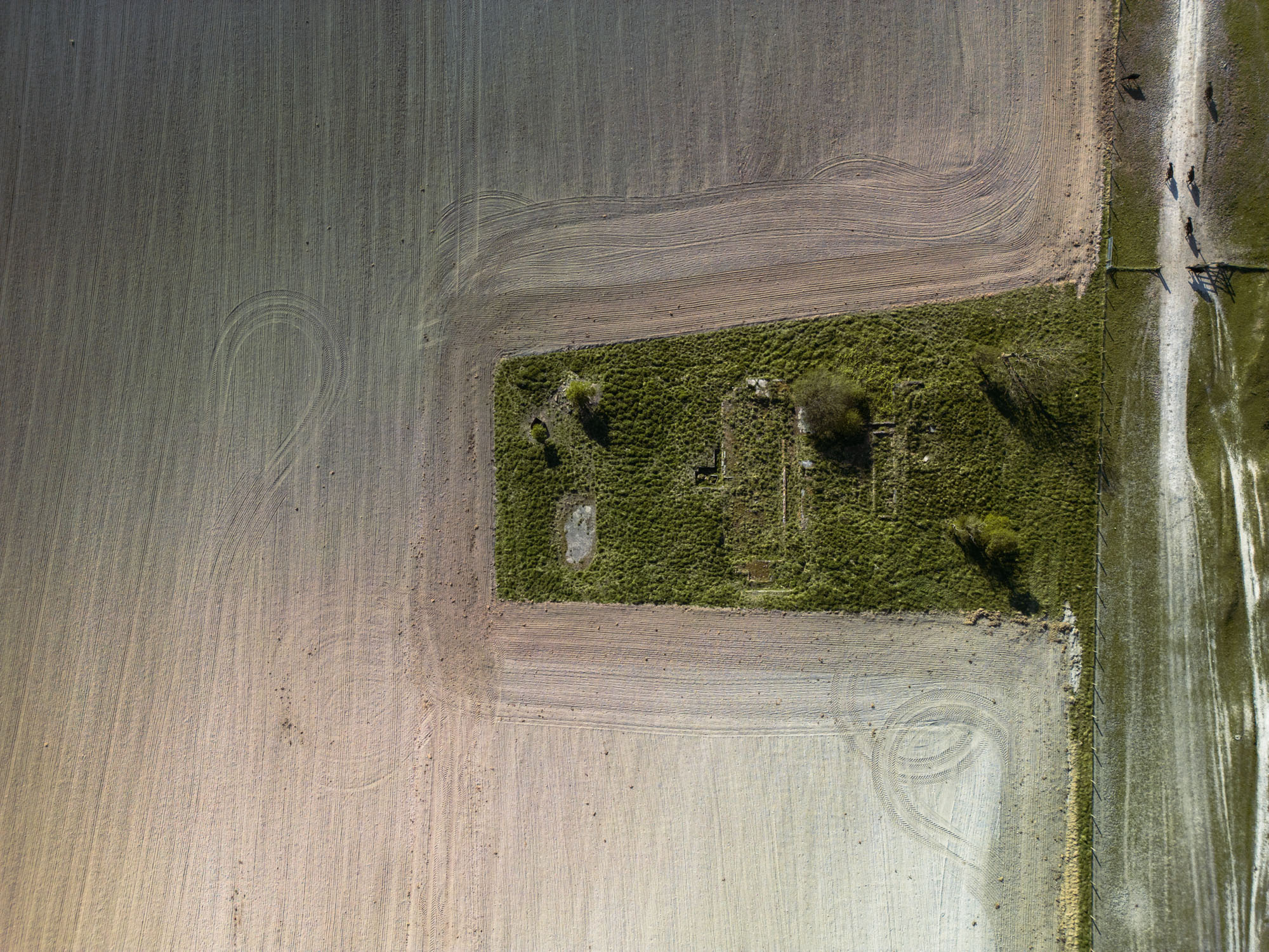 Senkrechte Drohnenaufnahme eines rechteckigen, überwucherten Areals inmitten eines bearbeiteten Feldes, daneben ein schmaler Feldweg. Aufgenommen von Adam Makkai mit einer DJI Mini 3 Pro.