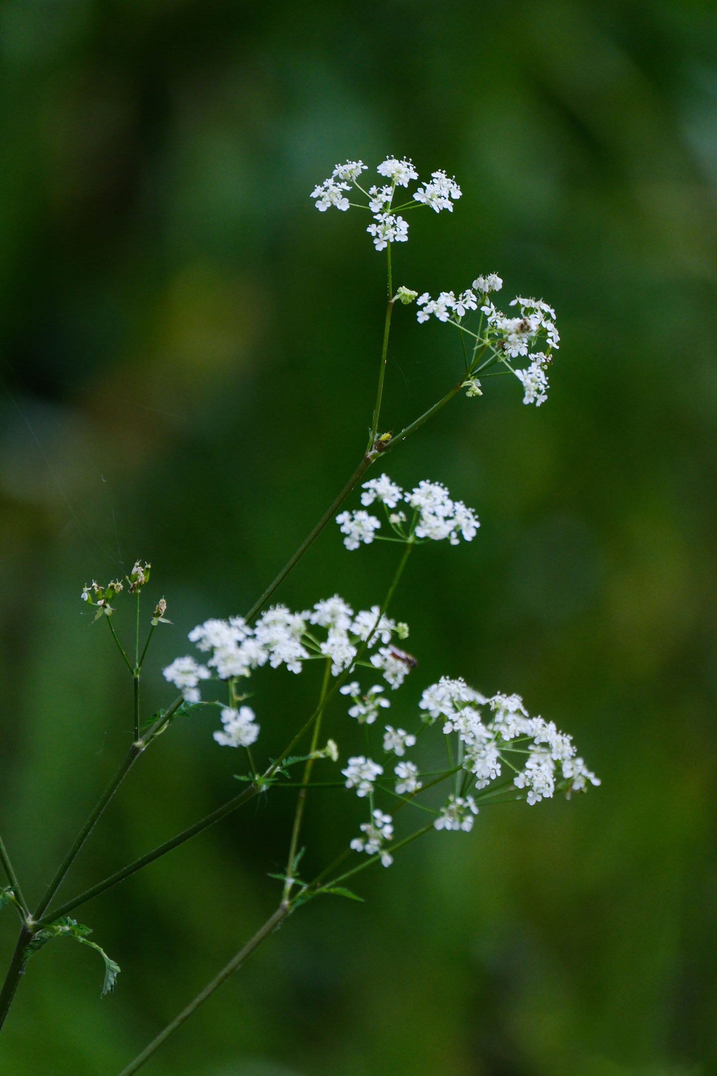 A portrait photo of a white flower against a green, out-of-focus background, by Amy Moore with a Fujifilm X-T50