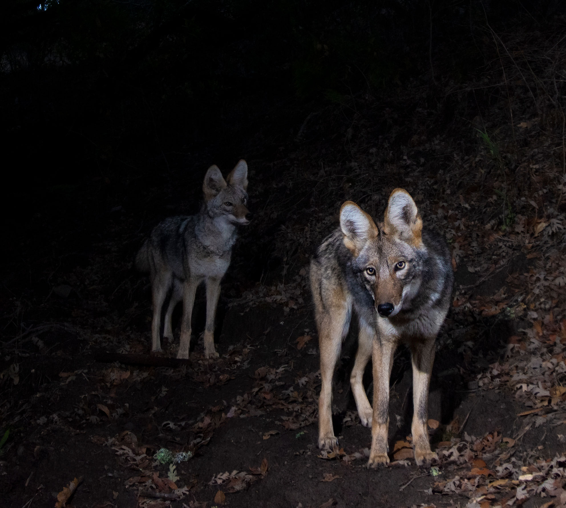 Two coyotes investigating a DSLR wildlife camera trap in California
