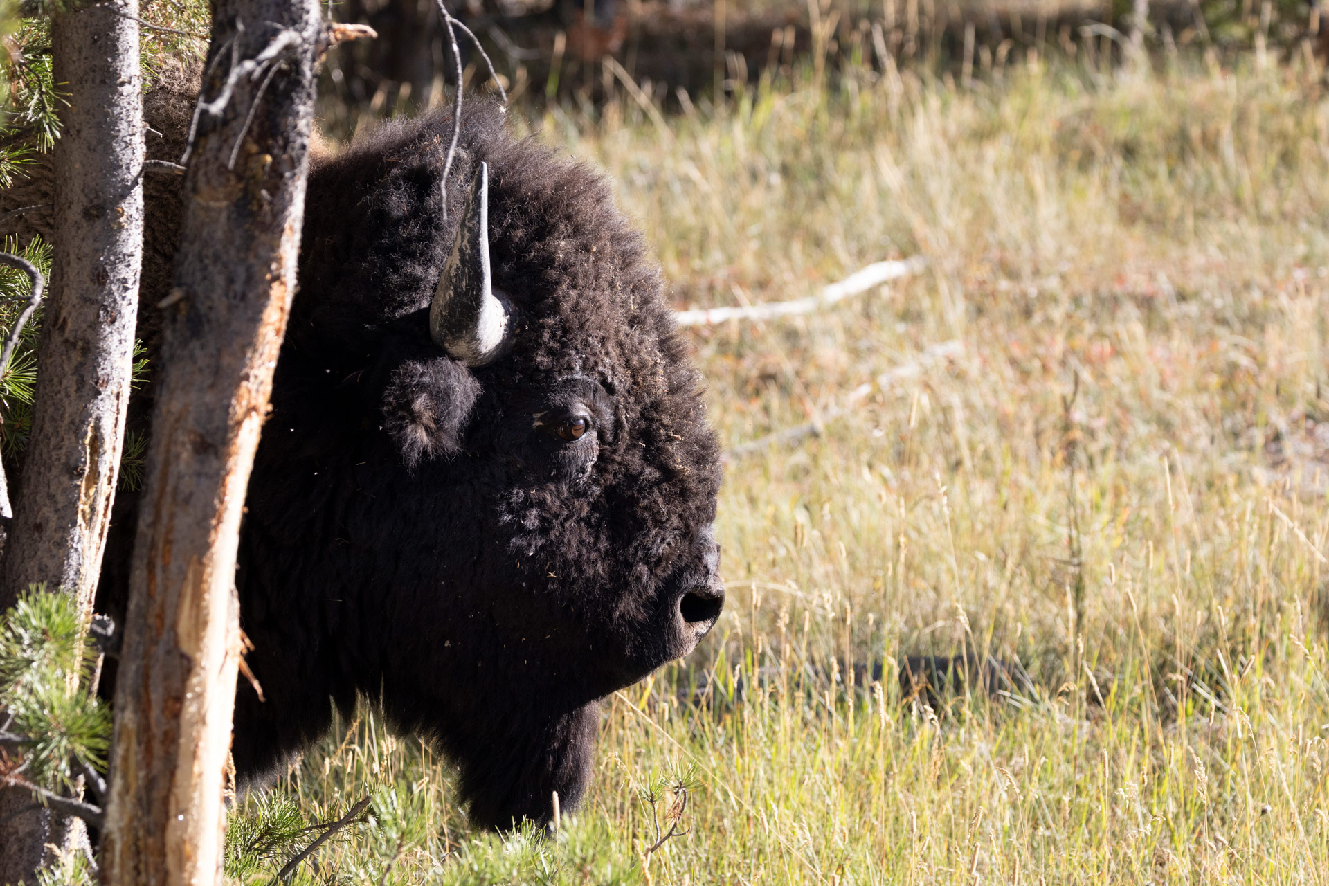 Aufnahme eines amerikanischen Bisons auf einer Wiese im Yellowstone National Park, Wyoming, mit einem Teleobjektiv. Aufgenommen von Kristi Townsend mit einer Canon EOS R7.