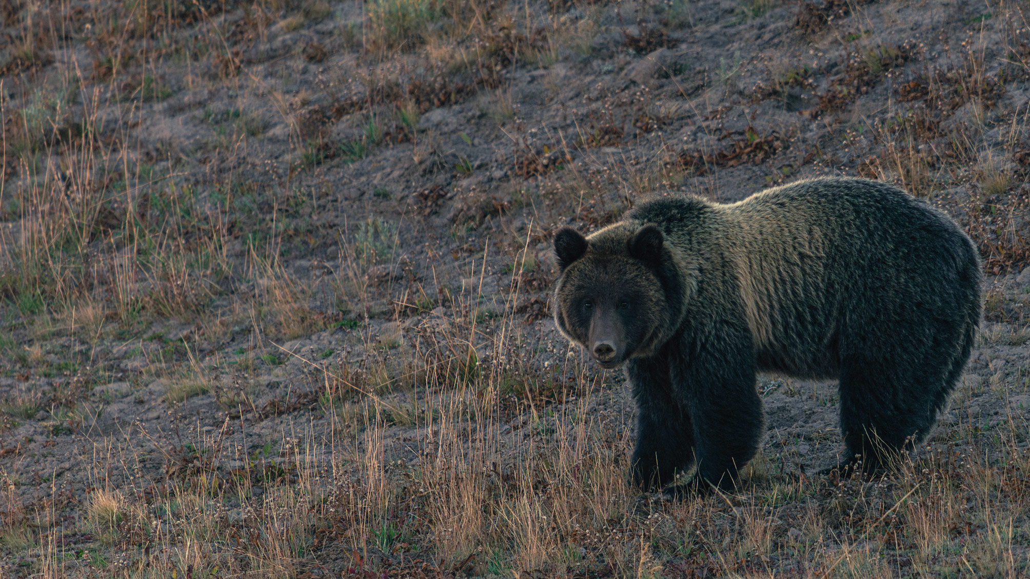 Shot of brown bear in Wyoming