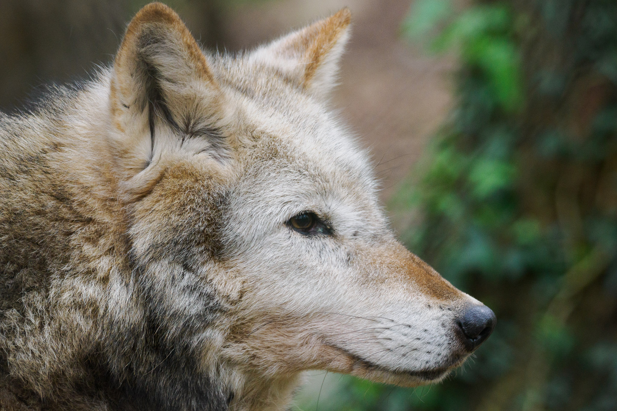 Een wolf in het New Forest Wildlife Park, foto door Connor Redmond met het OM System OM-1.