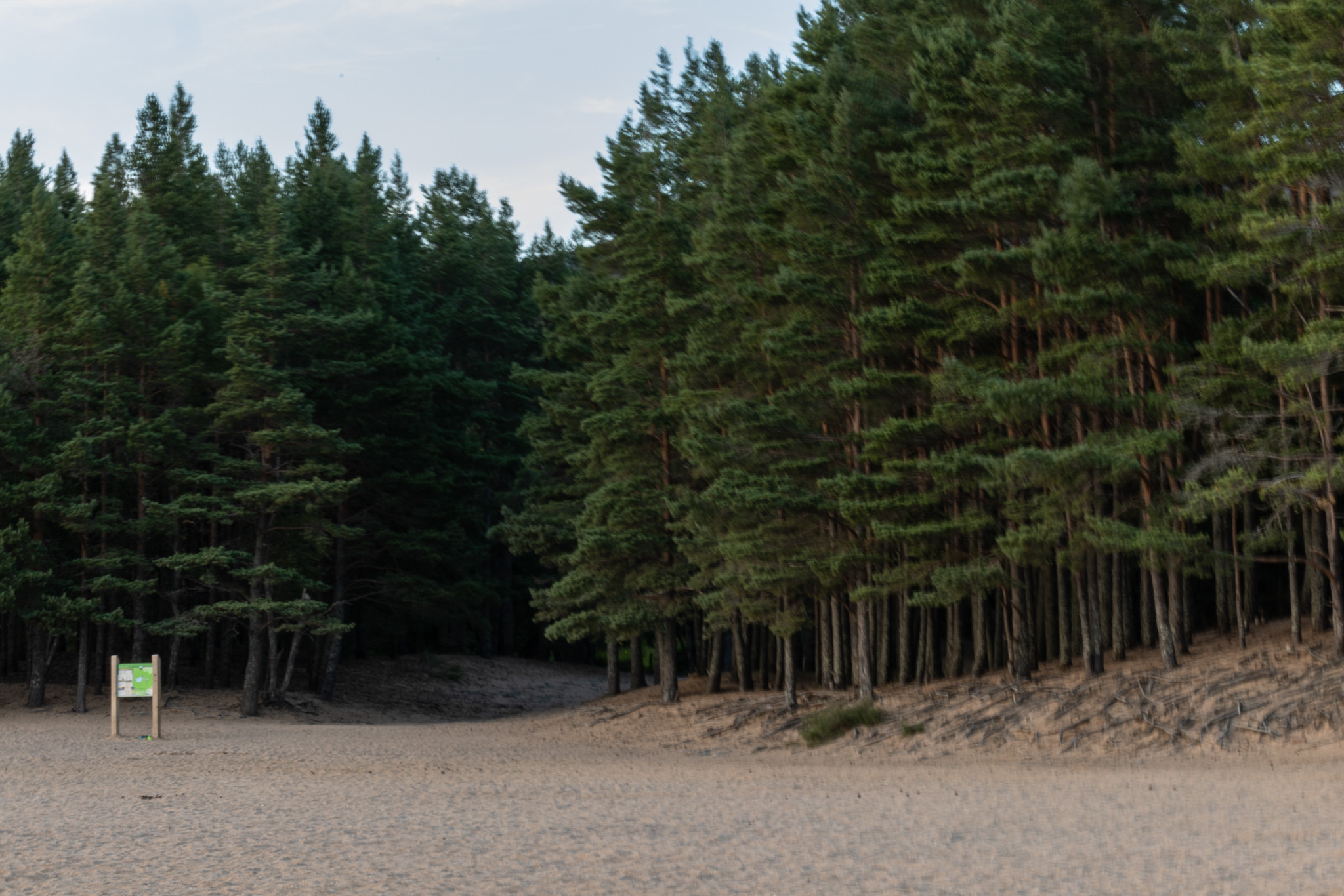 Een IBIS-test van een bos in Schotland. Gefotografeerd door Amy Moore met de Canon EOS R5 Mark II.