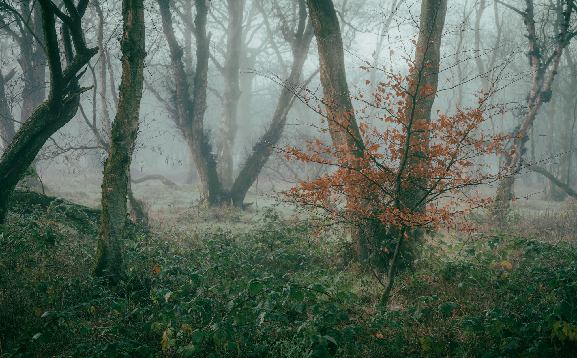 A tree with orange leaves in a forest, with fog and trees in the background, shot by Scott Jessiman with a Nikon Z6 II