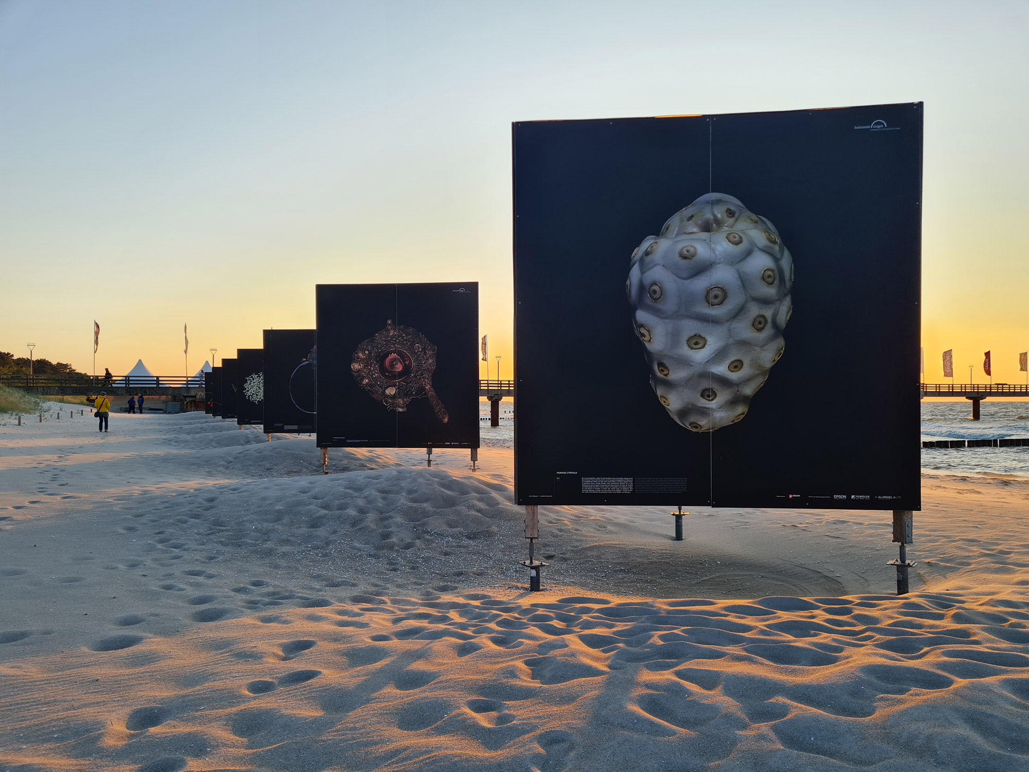 Ausstellung “Flora Obscura” am Strand in Zingst bei Sonnenuntergang

