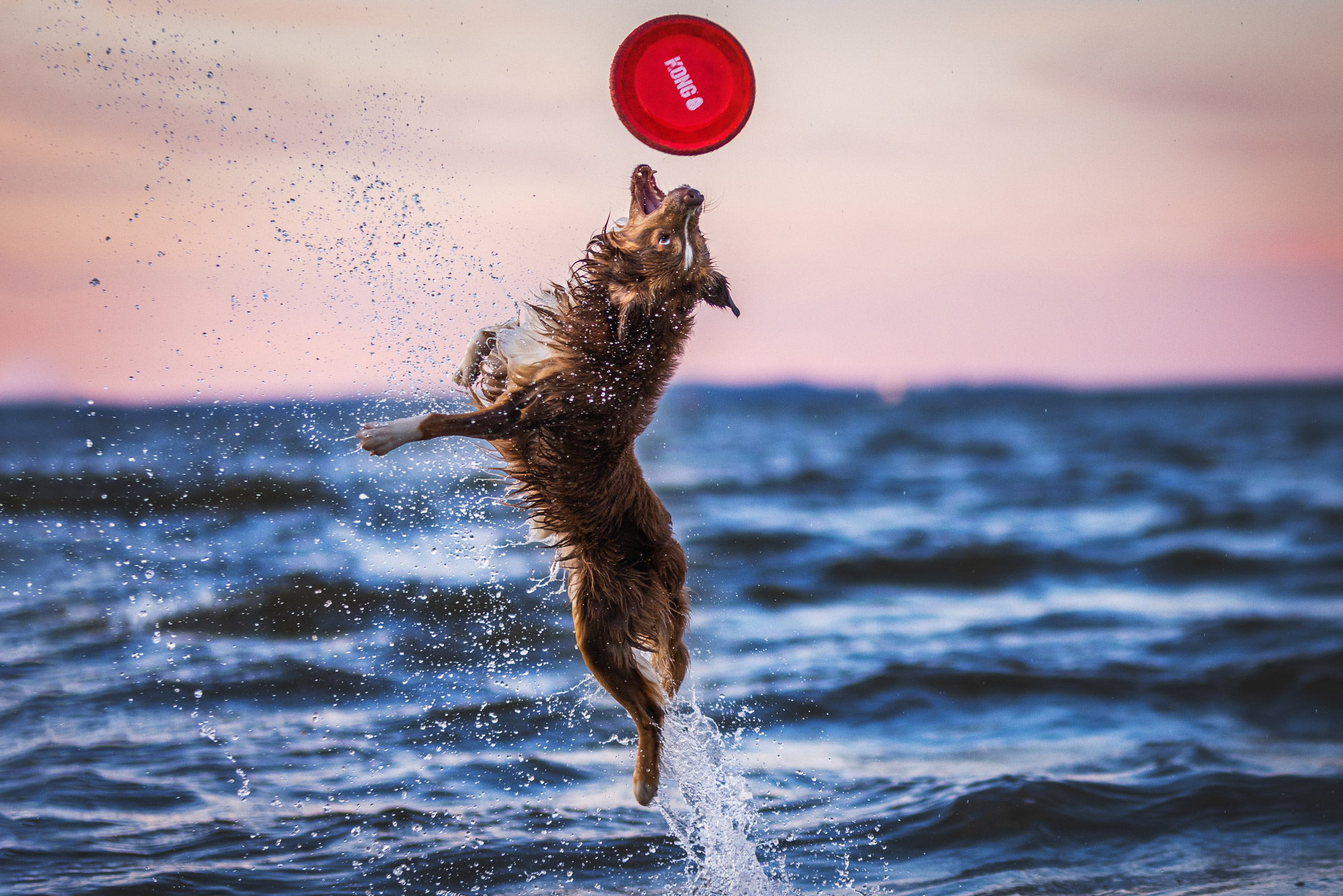 Dog jumping up vertically from the sea and grabbing a red frisbee, by Lea Heidt