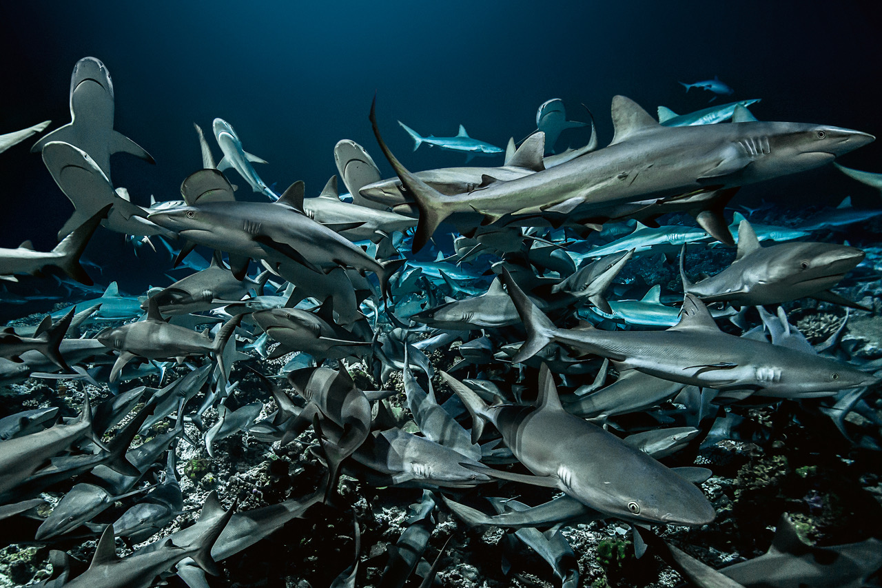 その他 Gombessa Laurent Ballesta Laurent Ballesta's Luminous Photographs Reveal the
