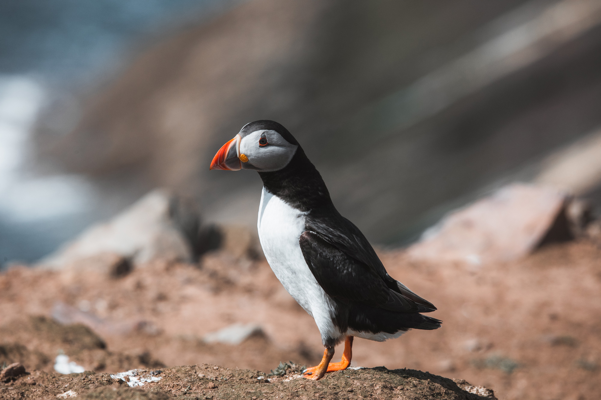 Een papegaaiduiker die op de grond staat met de zee en kliffen op de achtergrond, gefotografeerd op Skomer Island door Brock Jeffrey met de Canon EOS 5D Mark IV.