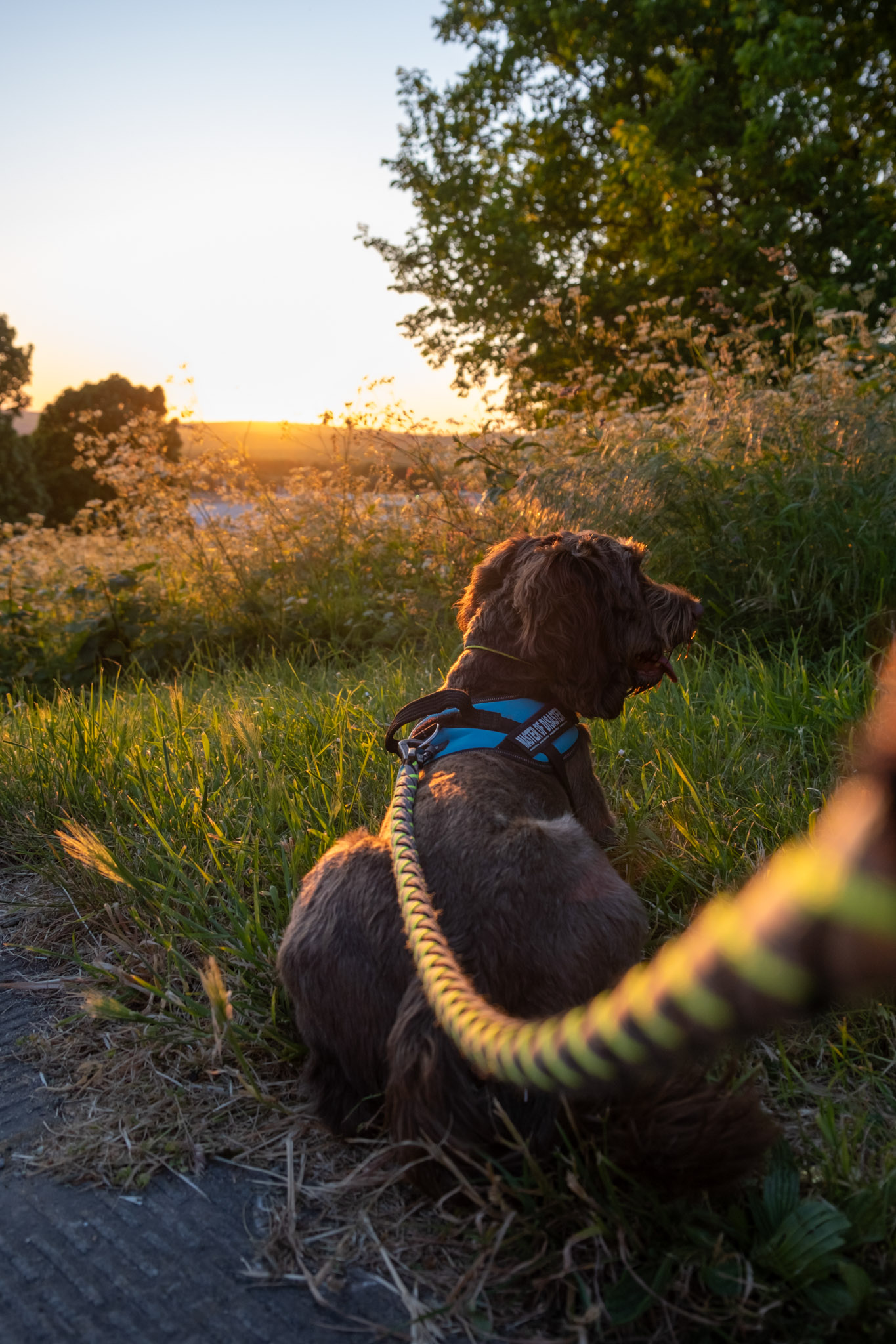 A dog on a lead with the sunset in the background