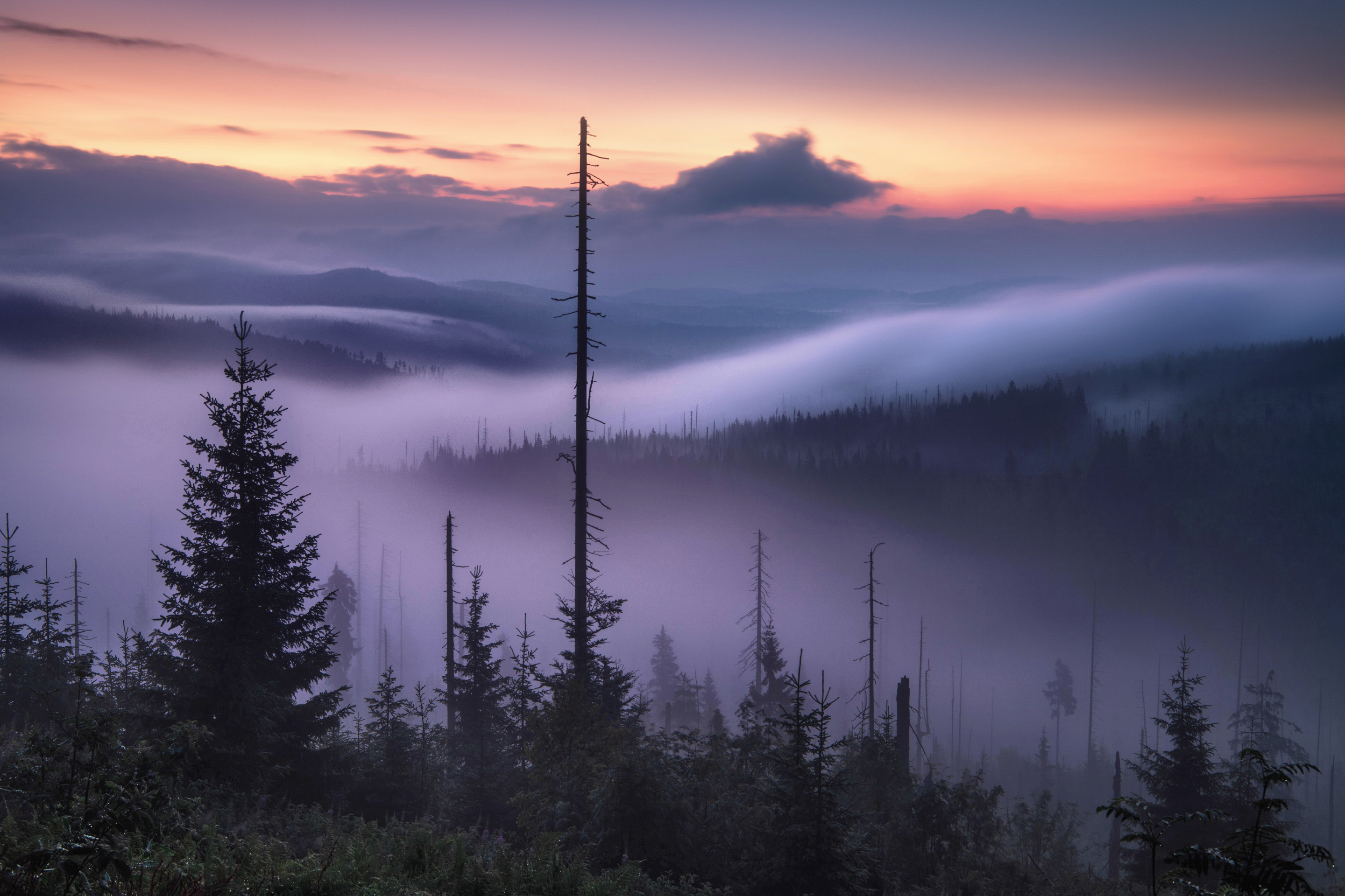 Waldfoto beim Lusenaufstieg bei Sonnenaufgang. Im Vordergrund sind teilweise abgestorbene Bergfichten zu sehen, im Hintergrund sorgen die Morgenröte und der von Tschechien kommende Hochnebel für eine mystische Stimmung. Aufgenommen von Kilian Schönberger mit einer Nikon D850.