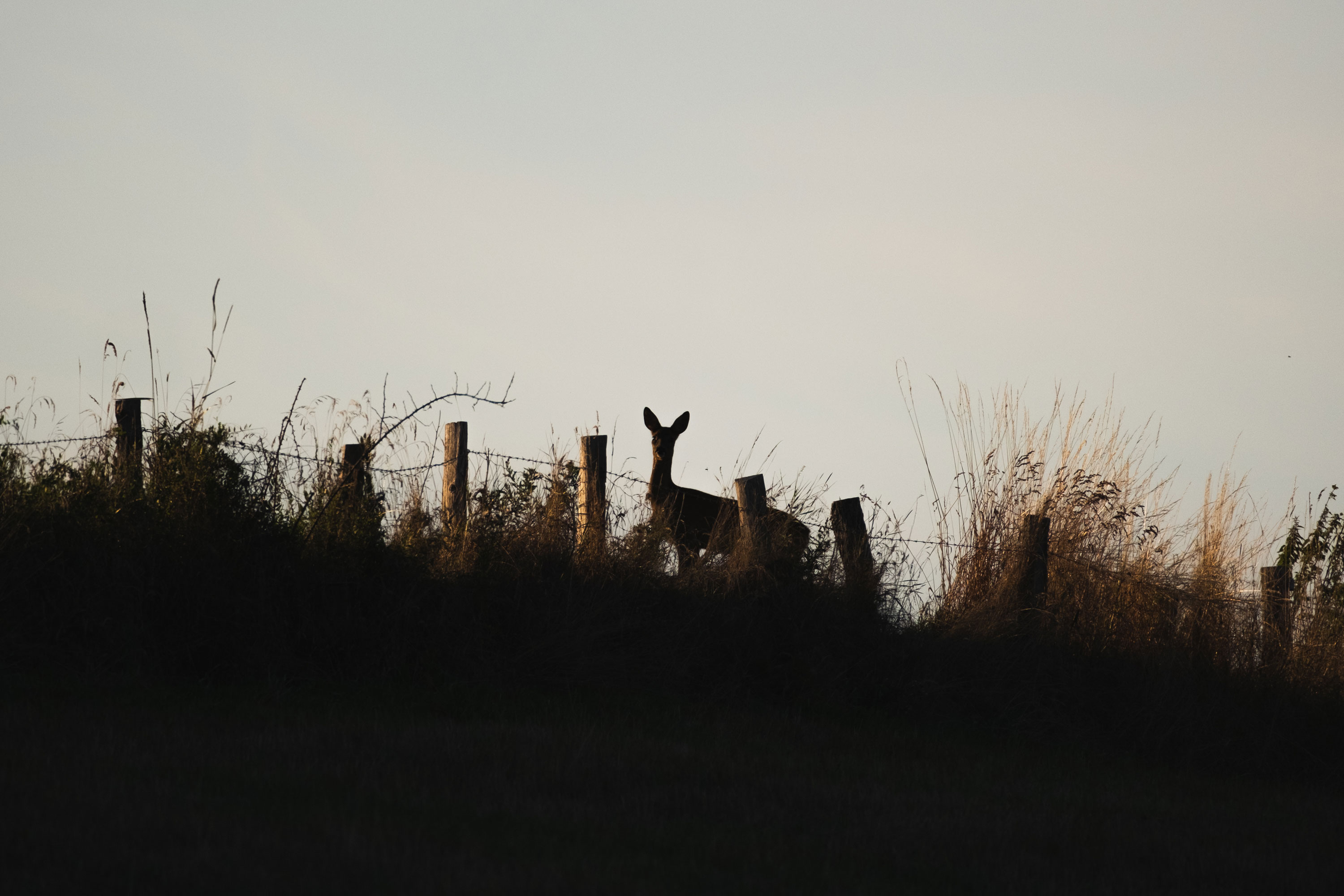 Image d'un chevreuil dans la dernière lumière du soir