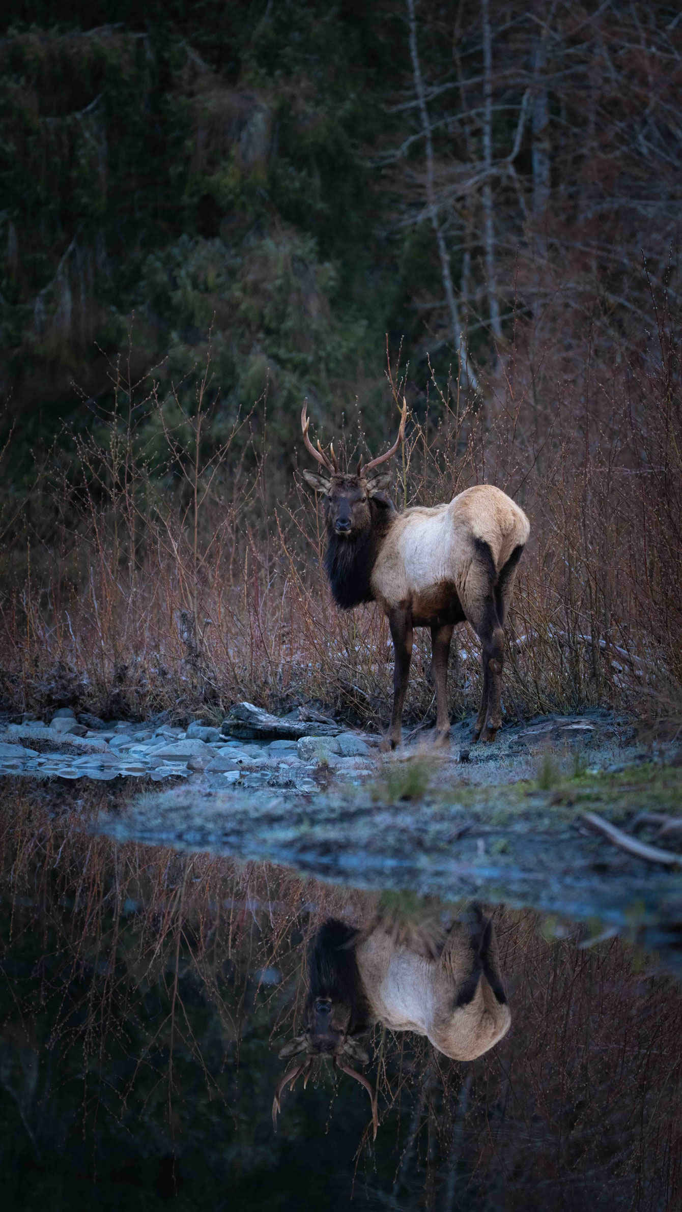 An Elk and its reflection in Olympic National Park in Washington State