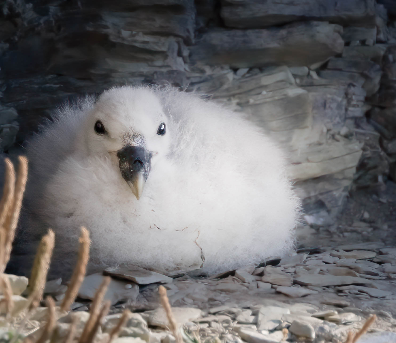 A baby fulmar bird perched on the cliff edge looking at the camera. Photo by Hannah Stitfall with a Canon EOS R5.