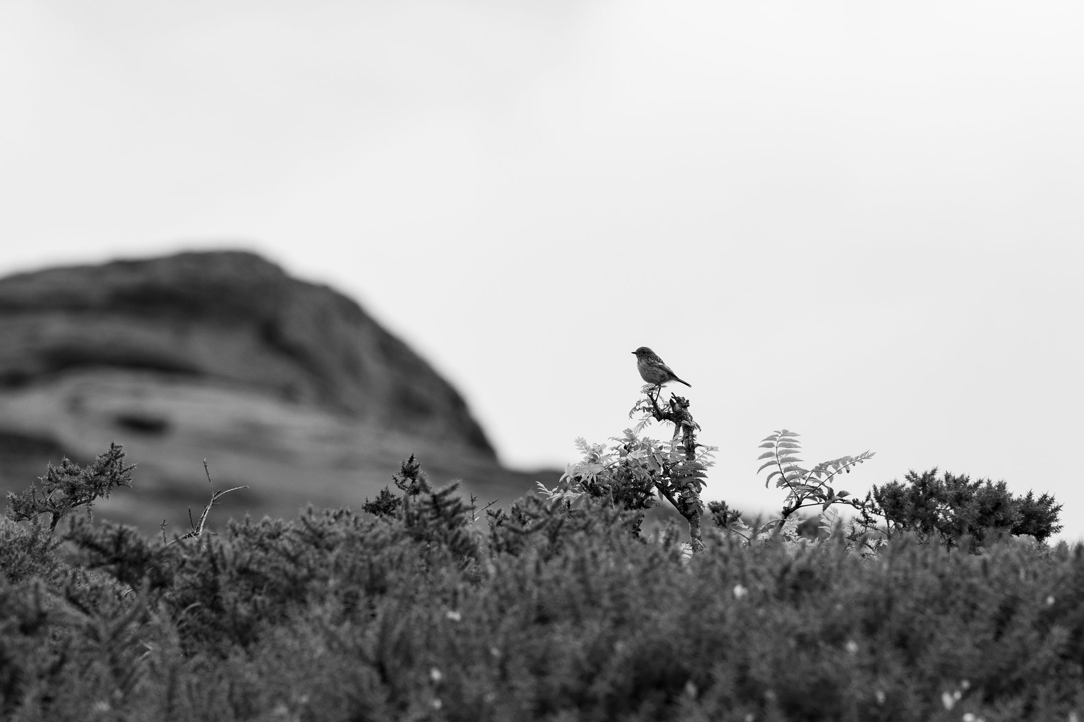 Black-and-white photo of a small bird sitting on a branch above a bush in Dartmoor, by Amy Moore with the Panasonic S1R II