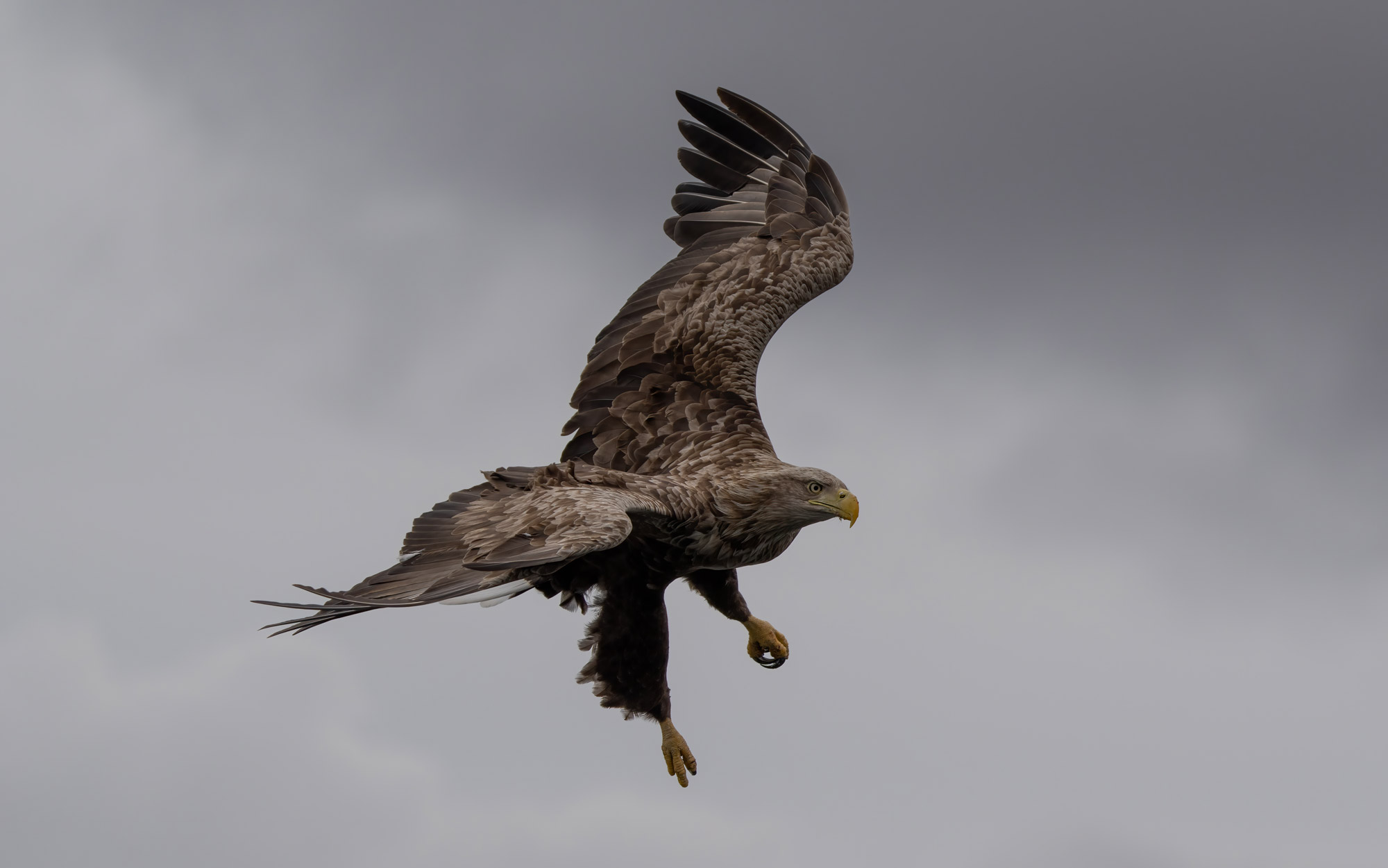 Ein fliegender Seeadler, von Jason Fenton mit der Sony A1 und dem Sony FE 200-600mm f/5.6-6.3 G OSS aufgenommen.

