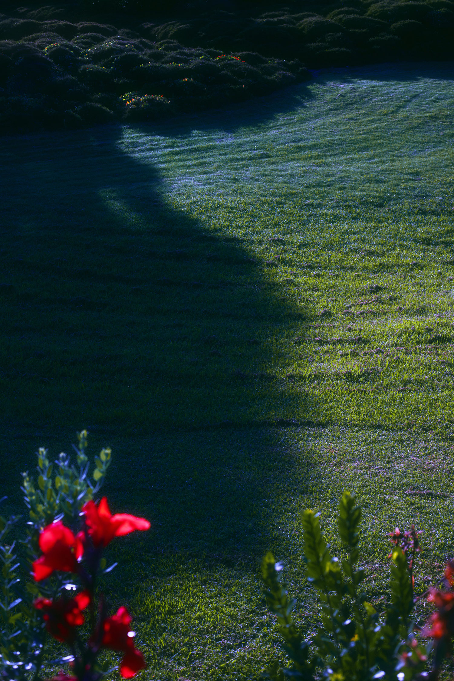 Image of a meadow with flowers in front close to the camera and bushes in the background, shot and edited by Steph O'Connor