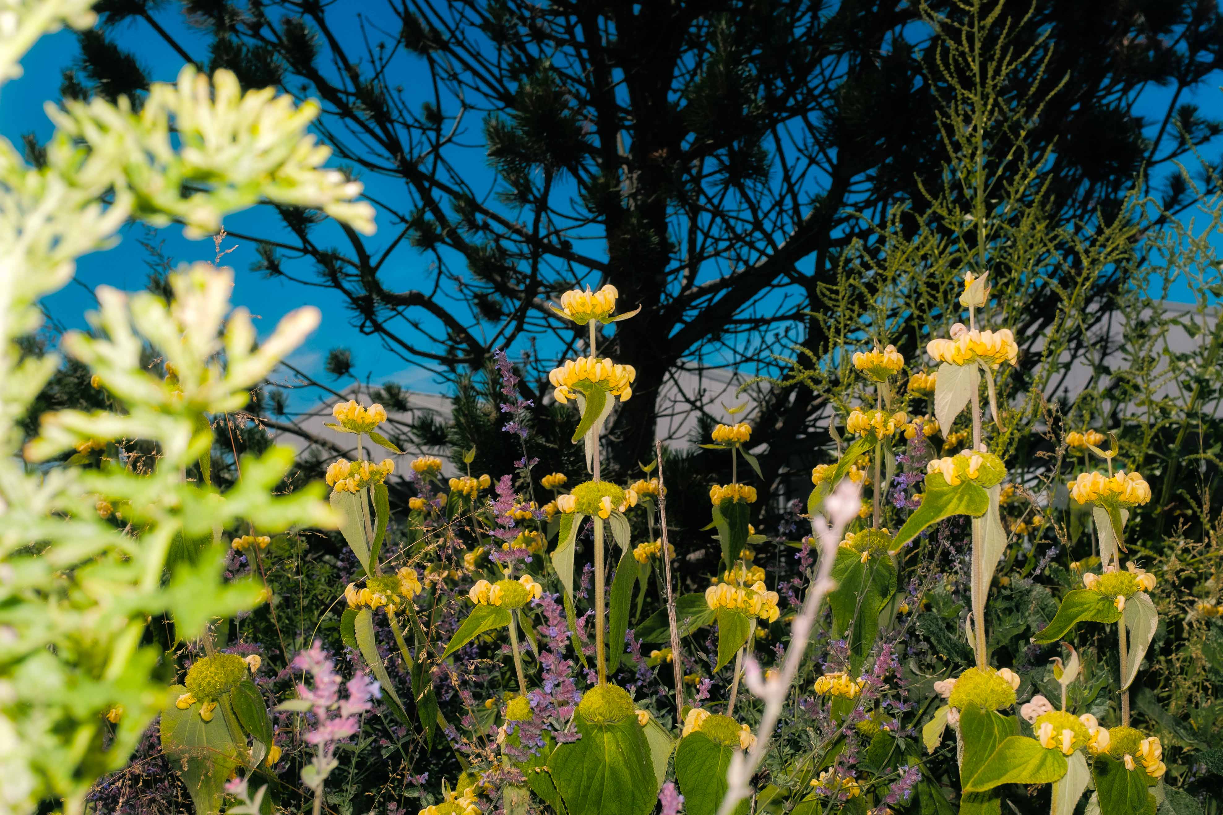 A close-up of yellow and purple flowers with a deep blue background. Taken by Connor Redmond on the Fujifilm X100F.