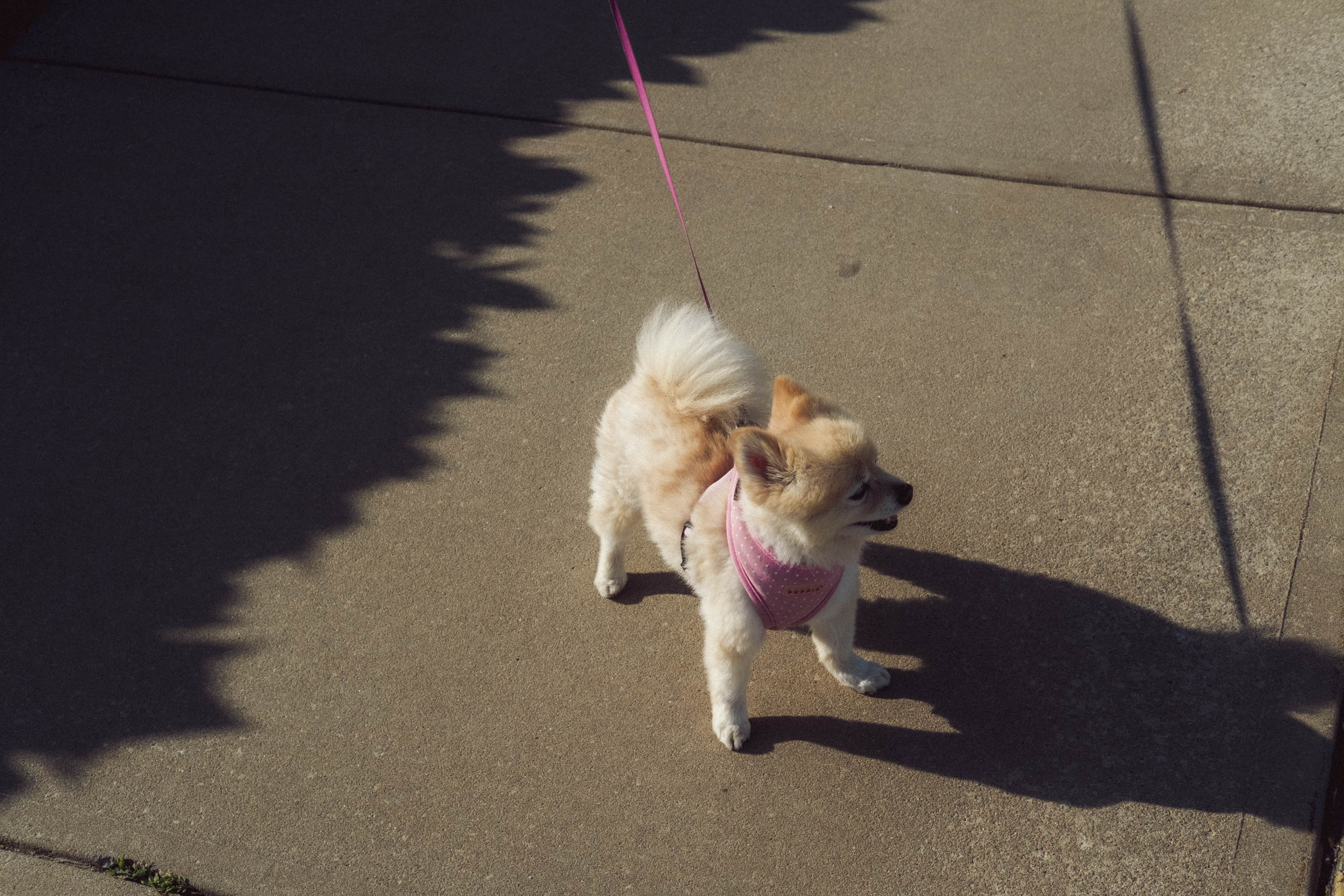 Un petit chien duveteux en laisse rose dans la rue. Photo prise avec le X-Pro 3 par Ian Howorth.