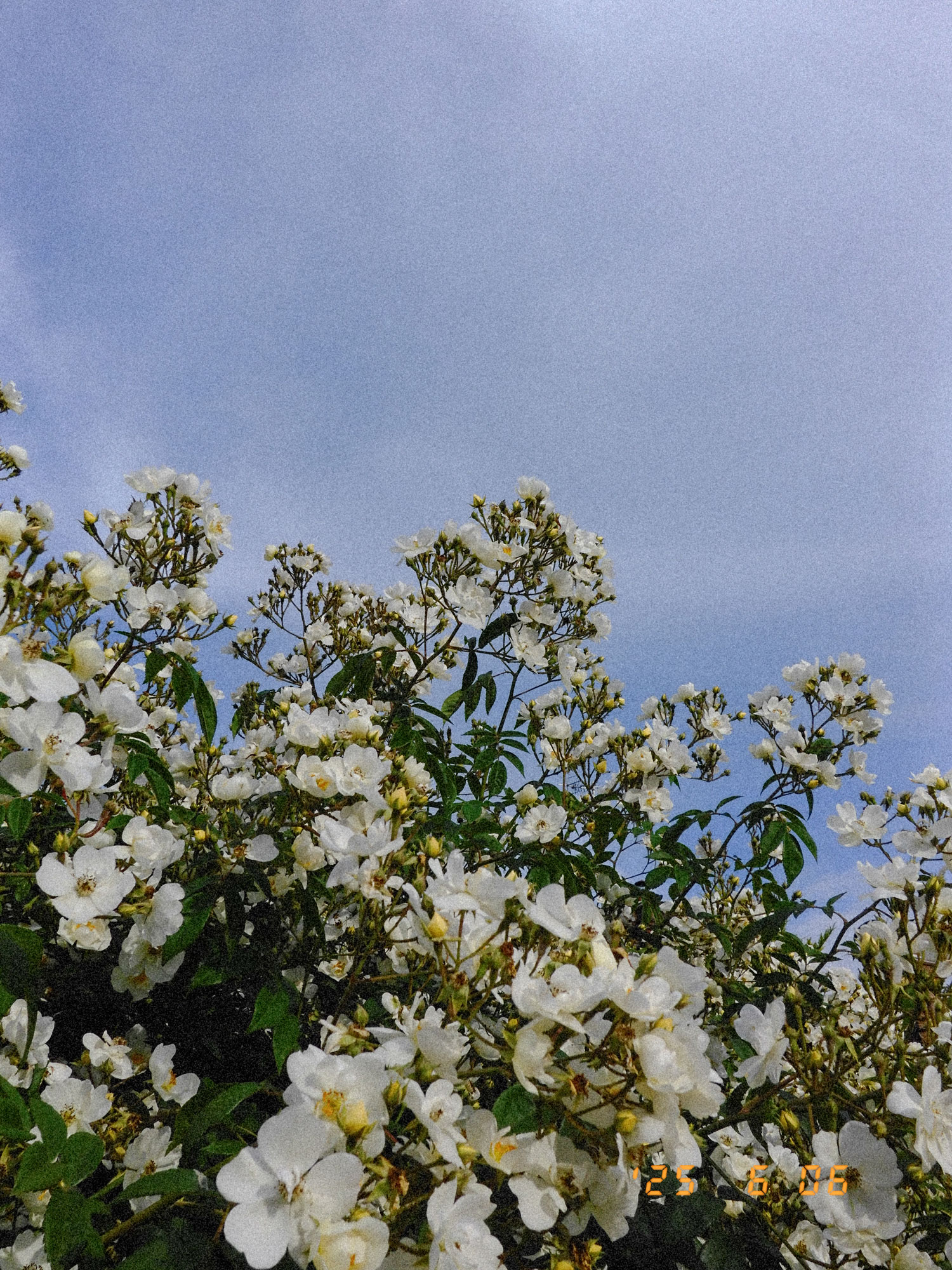Ein von unten aufgenommener blühender Strauch mit weißen Blüten. Im Hintergrund, blauer Himmel und weiße Wolken.