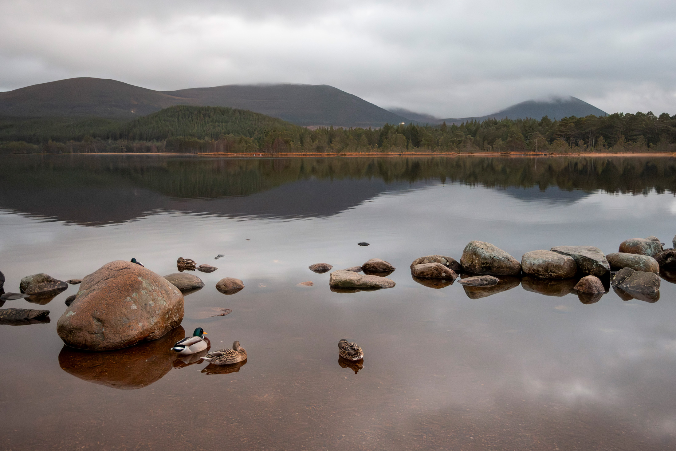 Foto van eenden in een vijver in Schotland met rotsen, gefotografeerd door Kristi Townsend met een Canon PowerShot V1.
