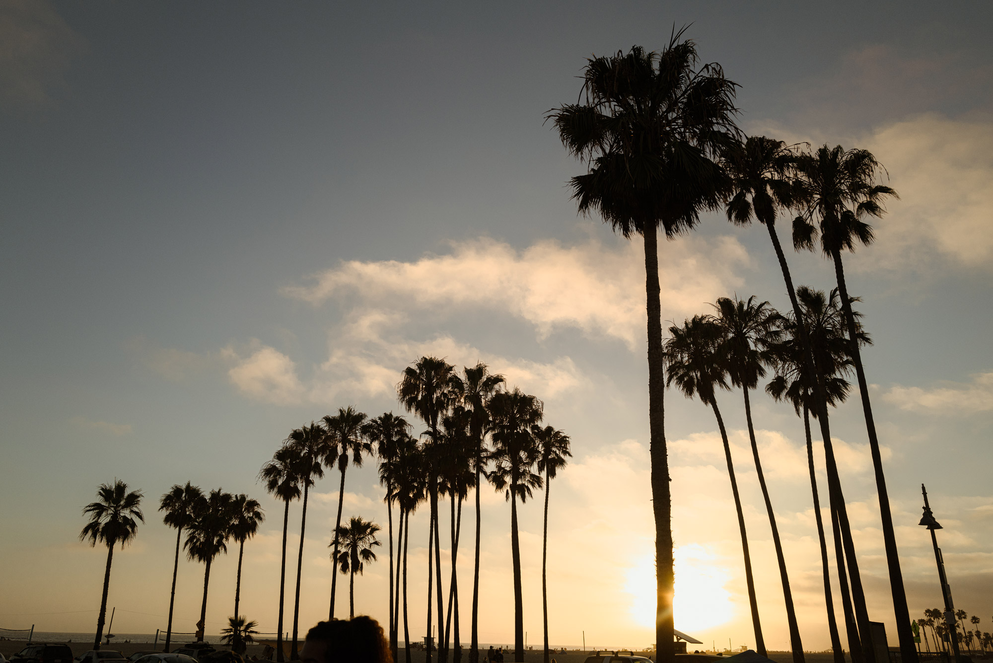 Silhouette of palm trees in Los Angeles.