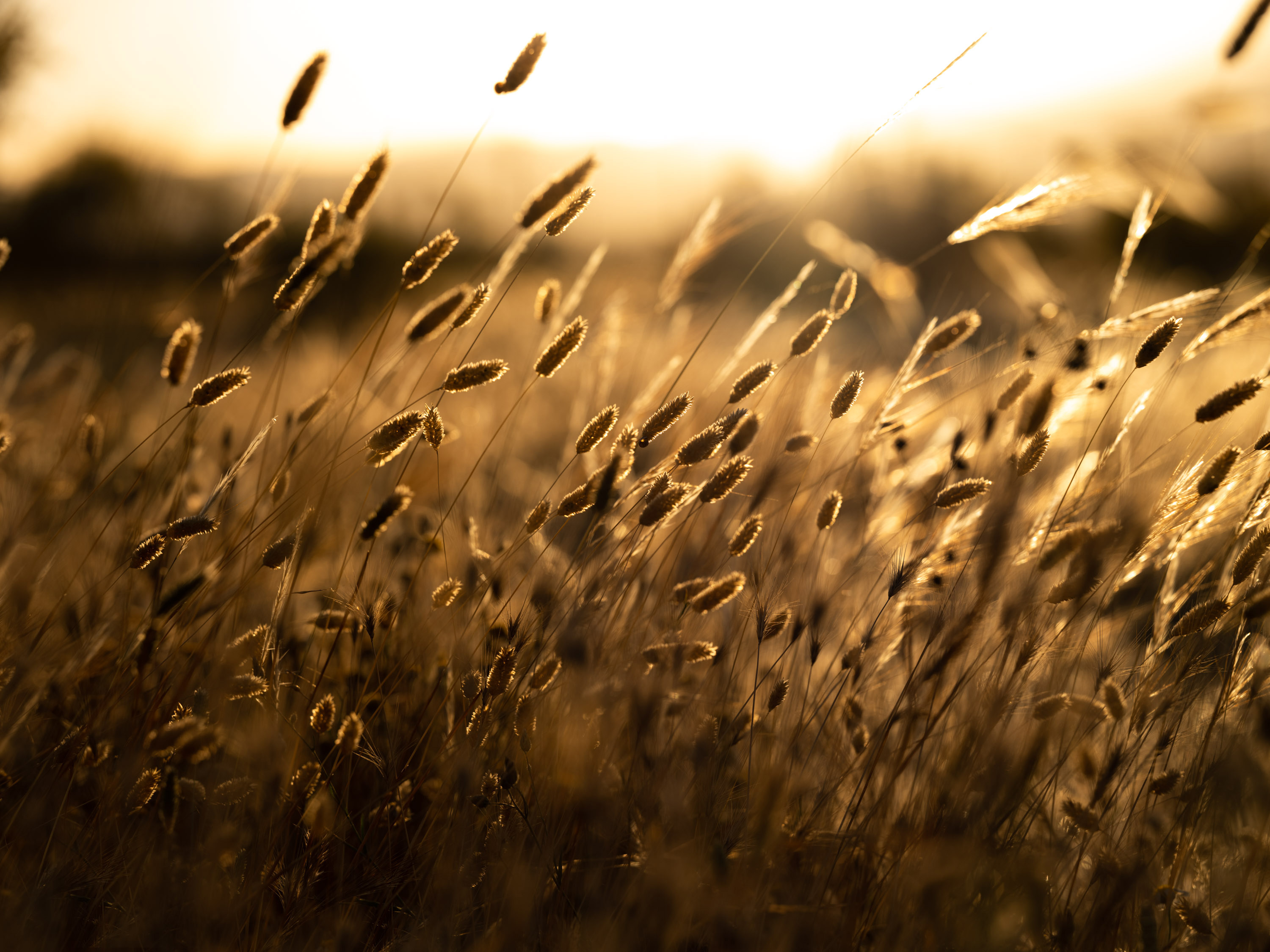 Wheat field in sunlight