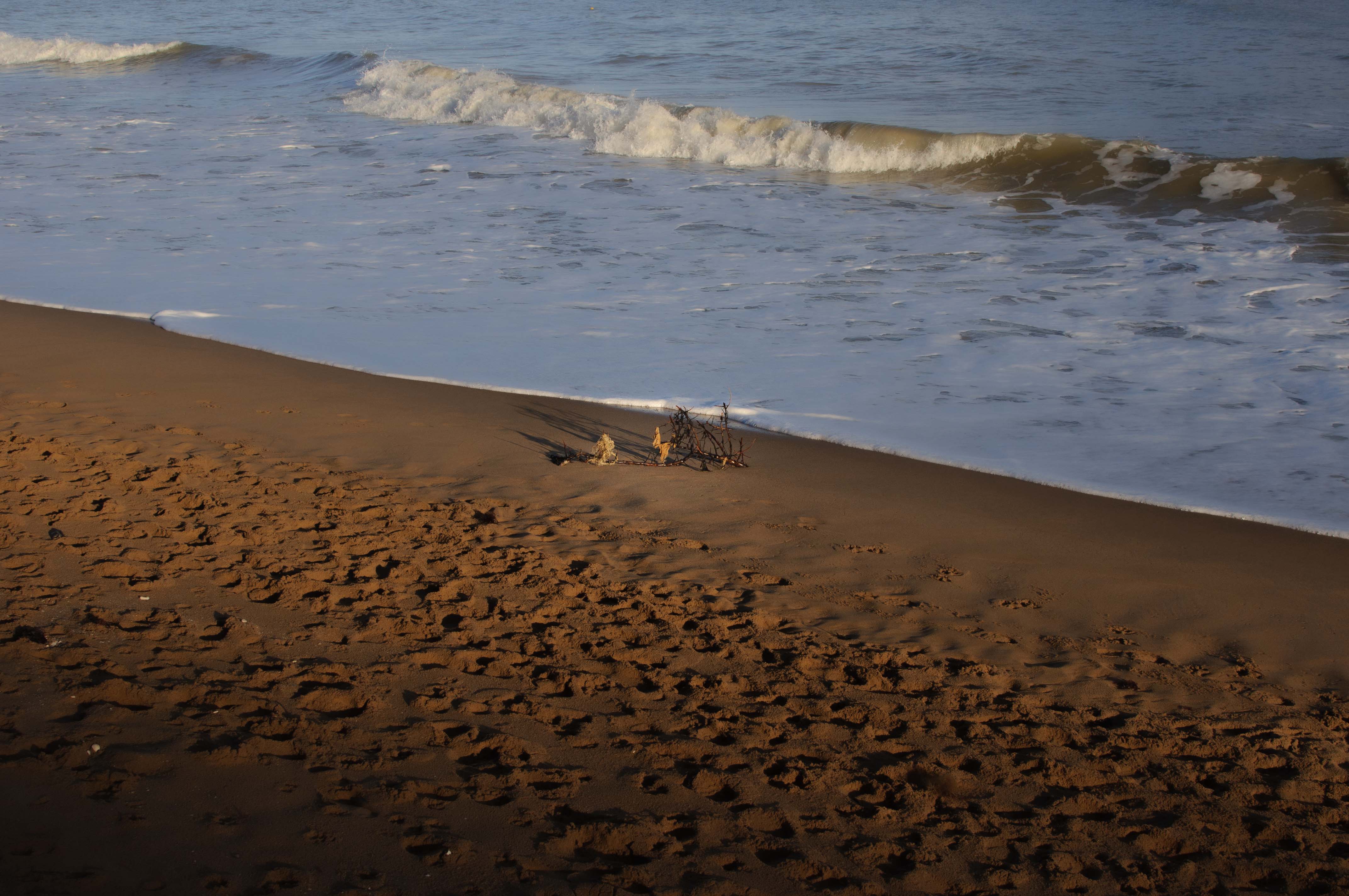 Ein kleiner Zweig, der an einen Strand gespült wurde, mit den Wellen im Hintergrund. Von Connor Redmond.


