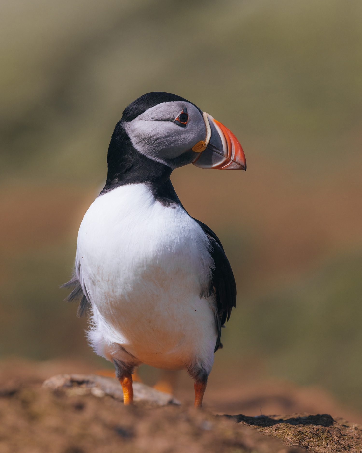 A puffin standing on some dirt, shot on Skomer Island by Brock Jeffrey with the Canon EOS 5D Mark IV.
