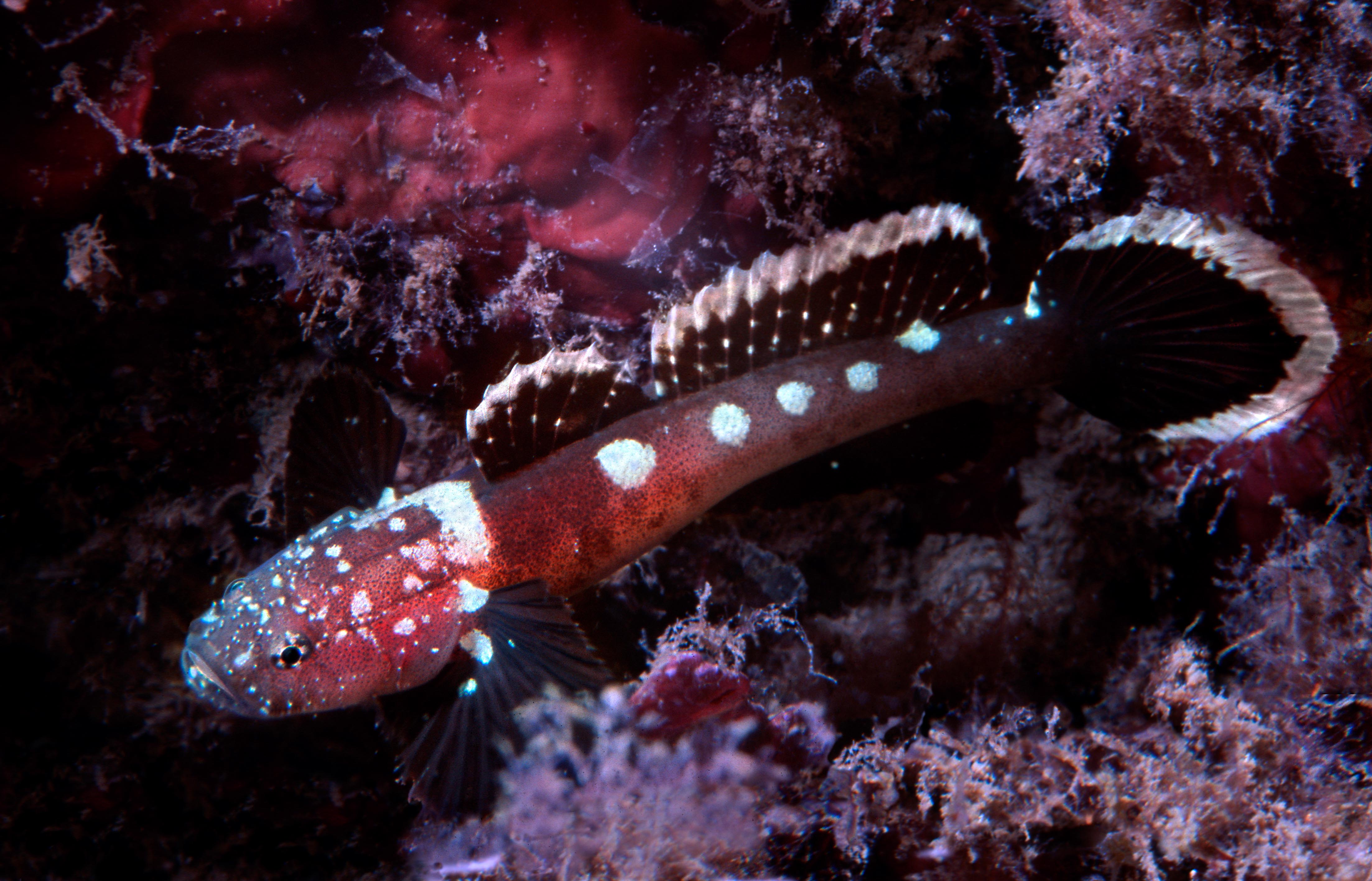 MPB meets: Laurent Ballesta, Underwater Photographer | MPB