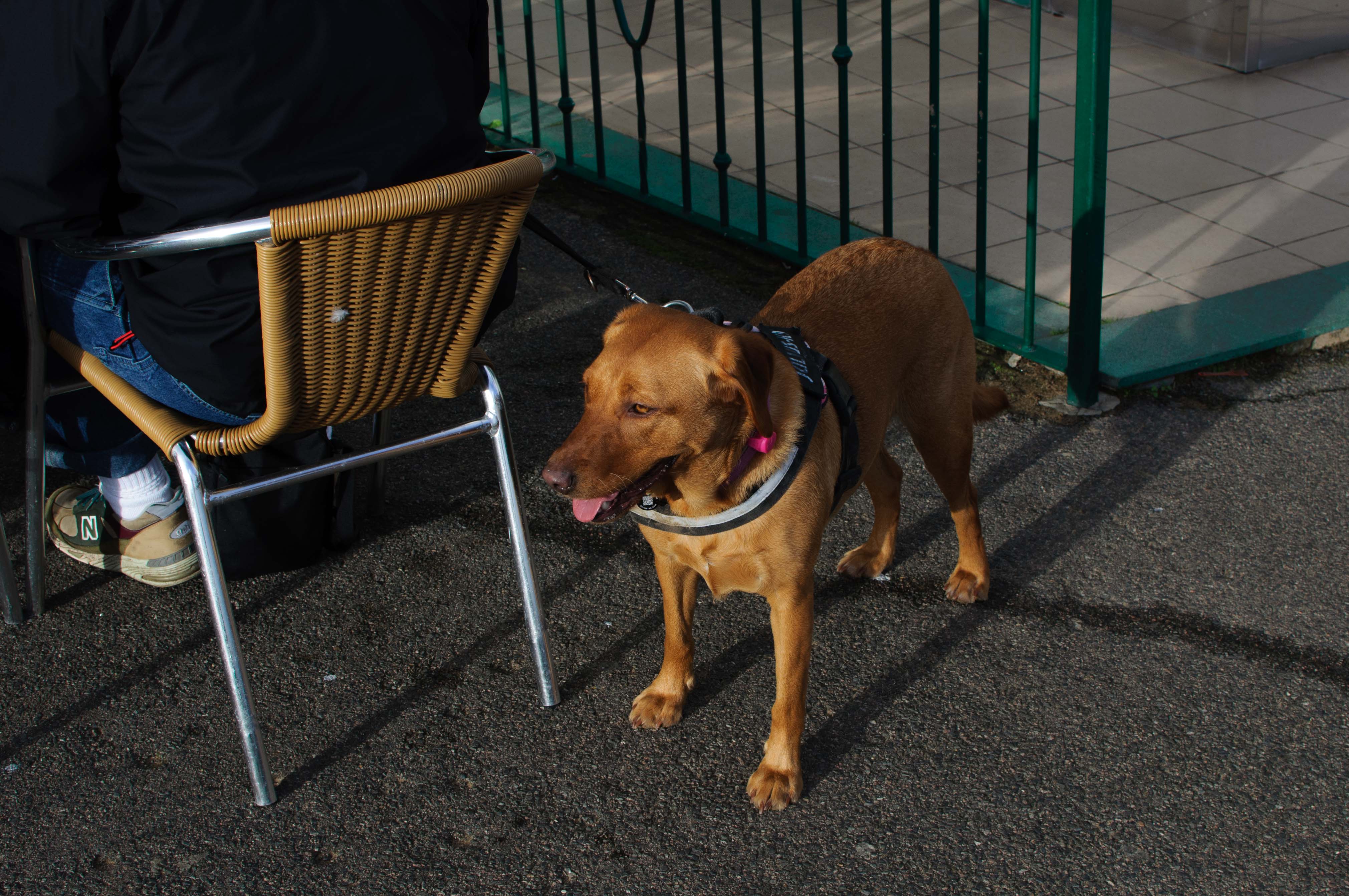Een hond op straat naast zijn baasje, gefotografeerd door Connor Redmond.