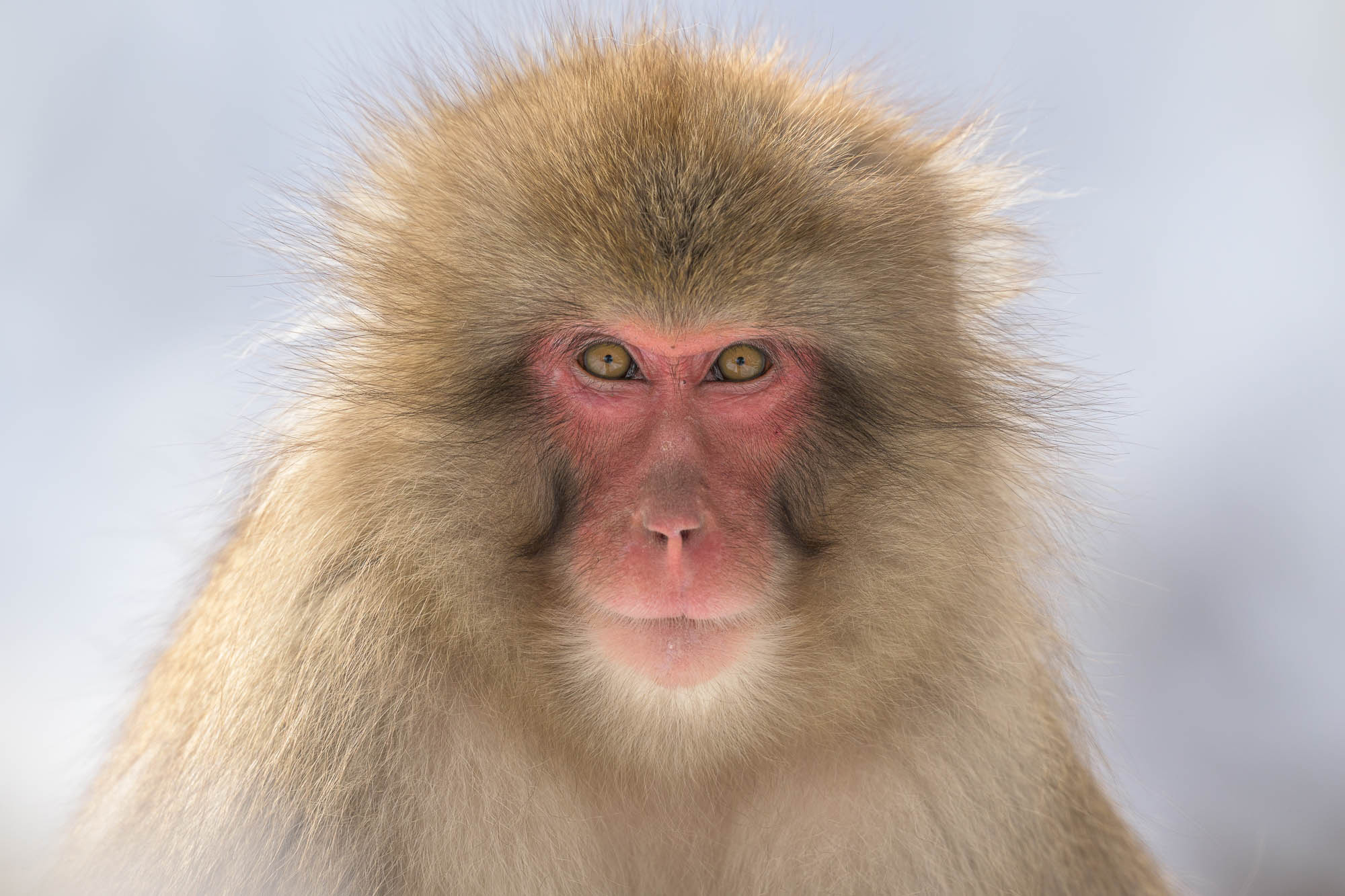 A close-up of a monkey’s face with a grey background, shot by Richard Peters with the Nikon Z9.

