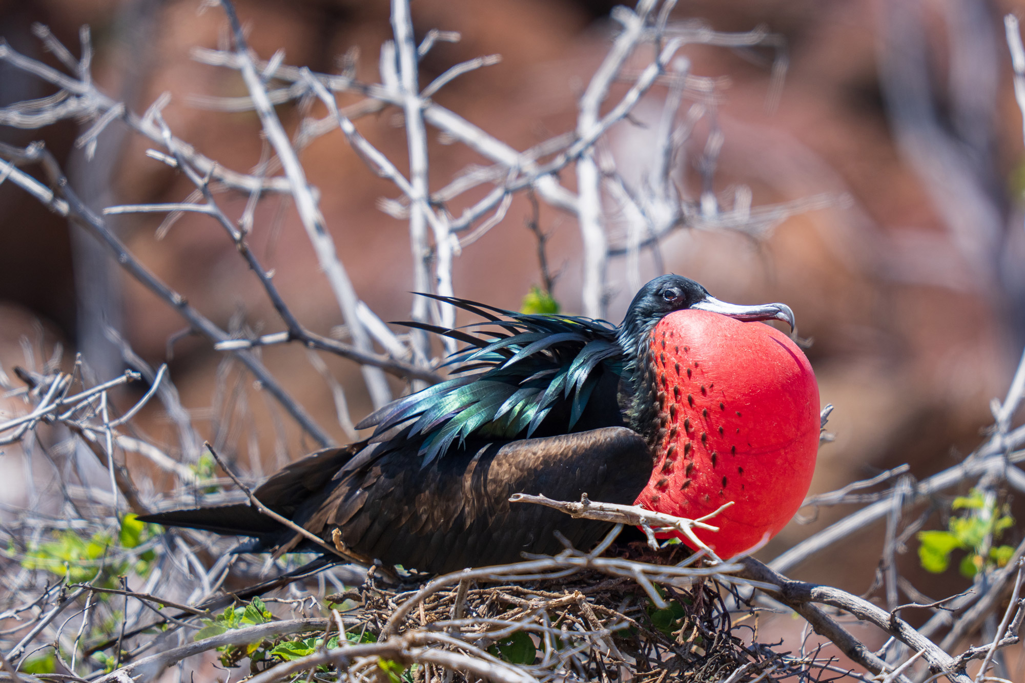 A Frigate Bird nesting on The Galápagos Islands, shot by Mark Rowe on the Sony A1.