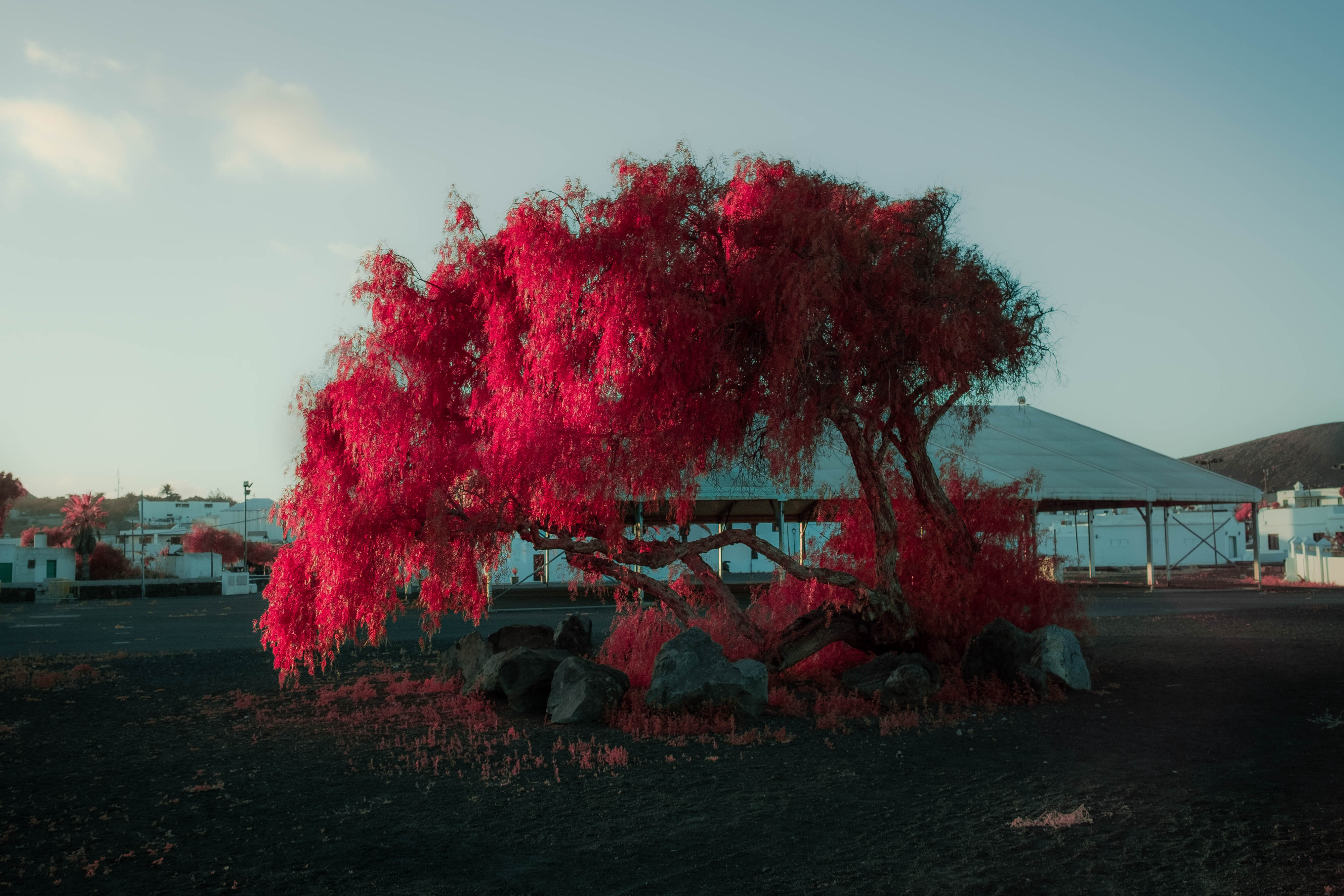 Infrarotfoto eines großen, weidenähnlichen Baums vor einem Gebäude auf Lanzarote. Aufgenommen von Ian Howorth mit einer IR-konvertierten Fujifilm X-T1.