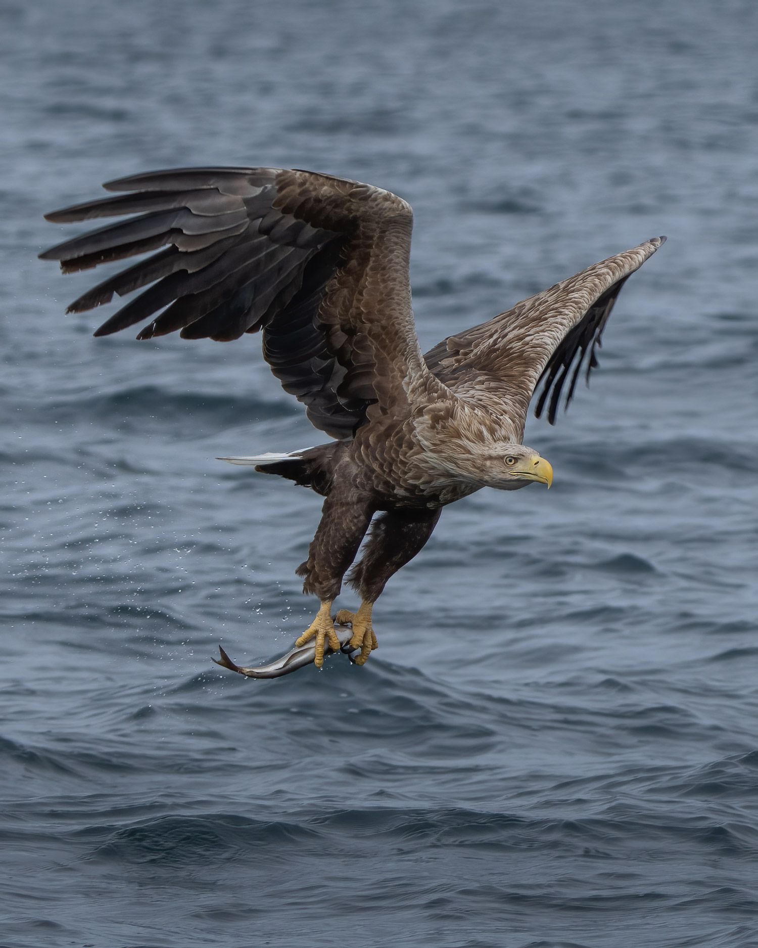 A flying White Tailed Eagle with a fish in its claws. captured by Jason Fenton using the Sony A1 and Sony FE 200-600mm f/5.6-6.3 G OSS.