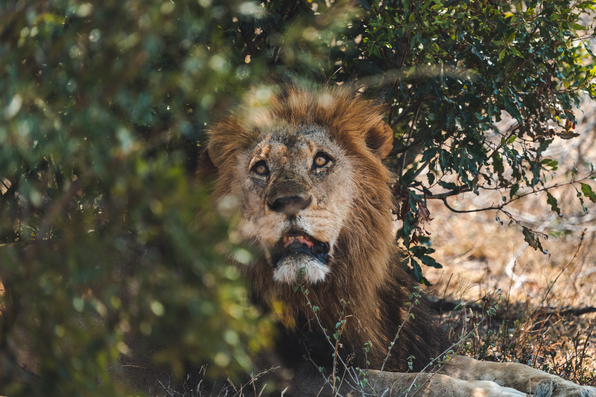 Leeuw in het Kruger National Park gefotografeerd door Mardie Cohen
