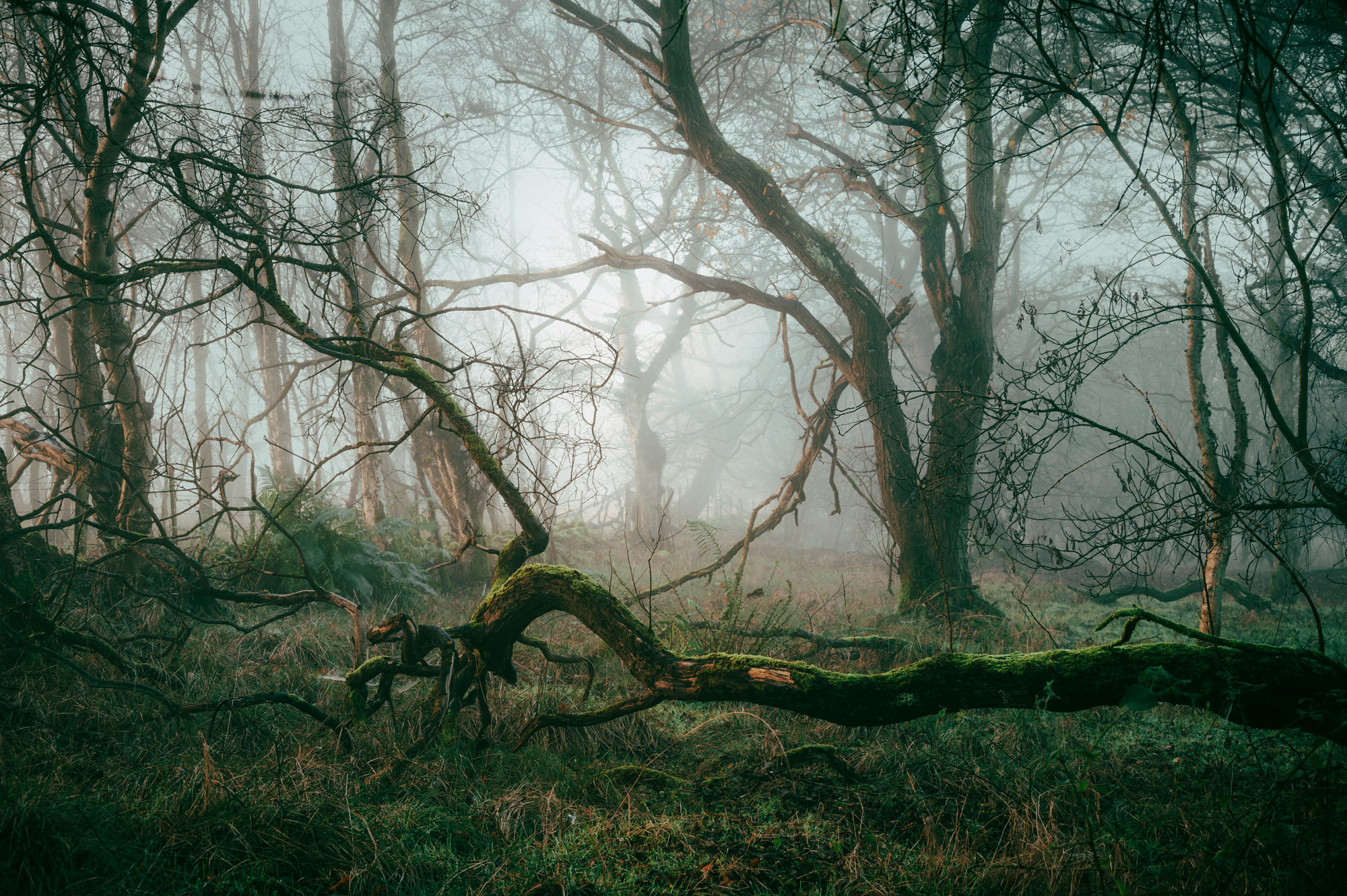 A foggy woodland shot by Scott Jessiman with a Nikon Z6 II