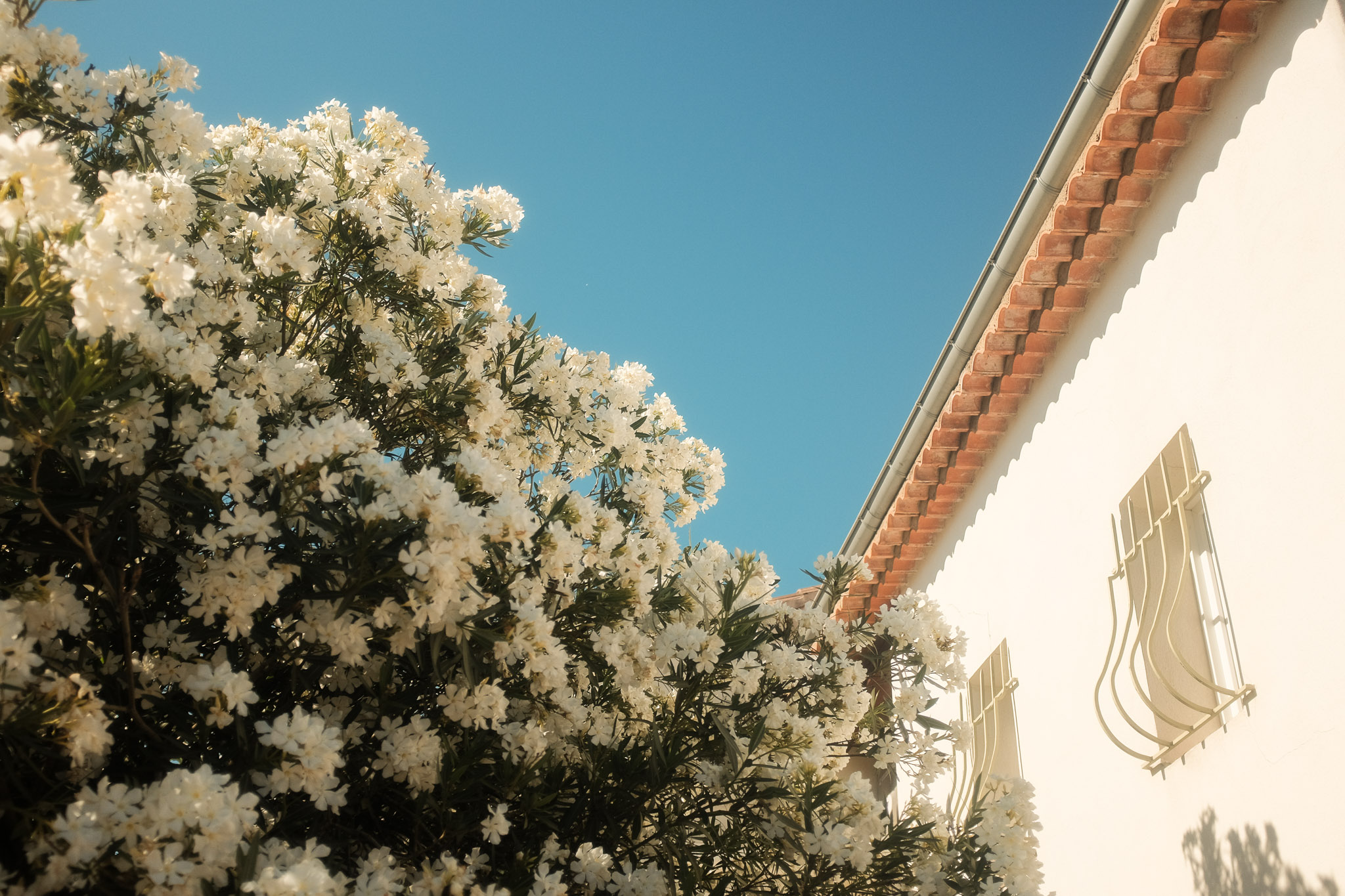 White flowers and a Mediterranean-looking house in Provence, France. Taken on the Fujifilm X100T by Connor Redmond.