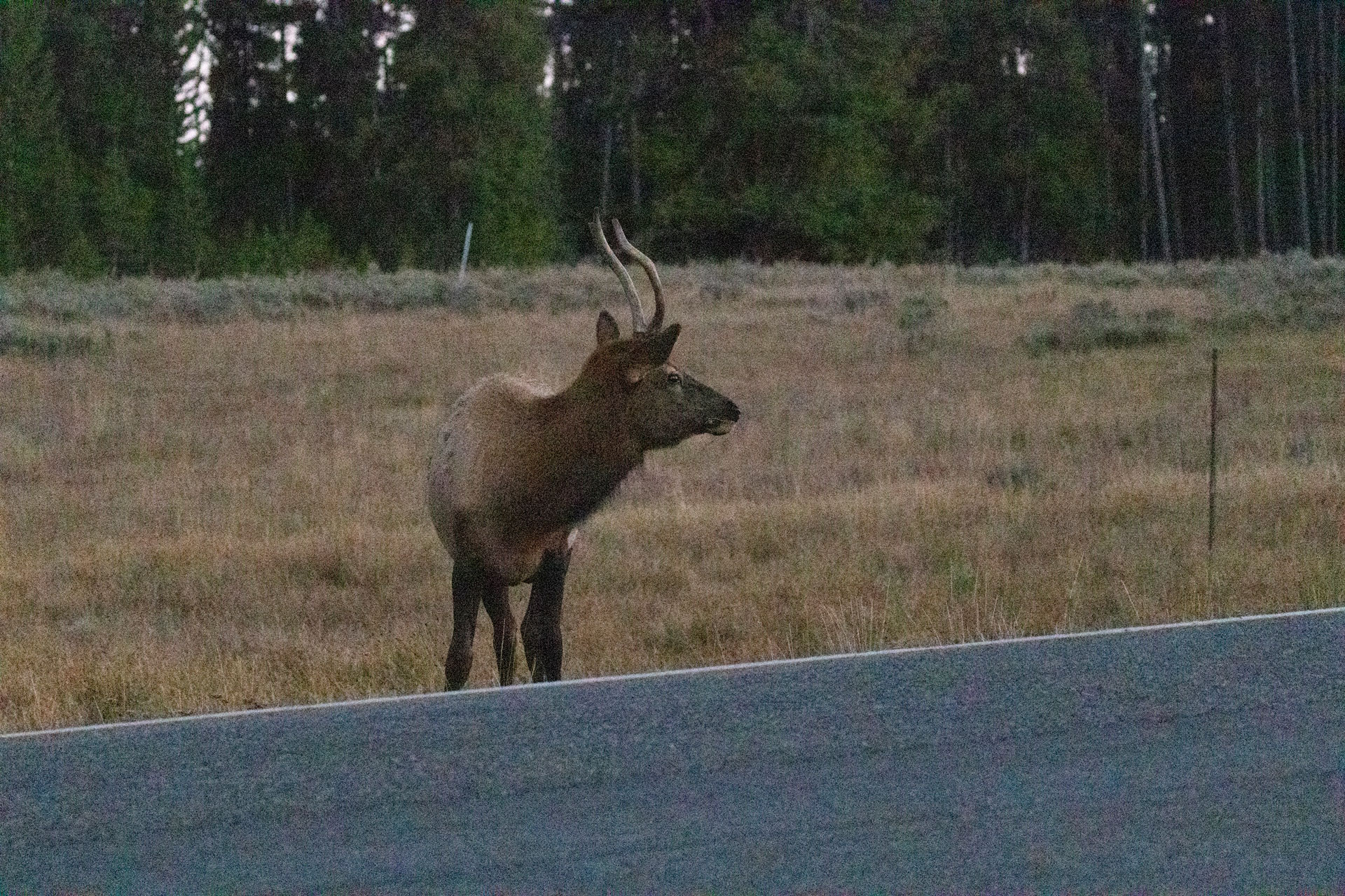 Bild eines Maultierhirsches im Yellowstone National Park nach Sonnenuntergang.