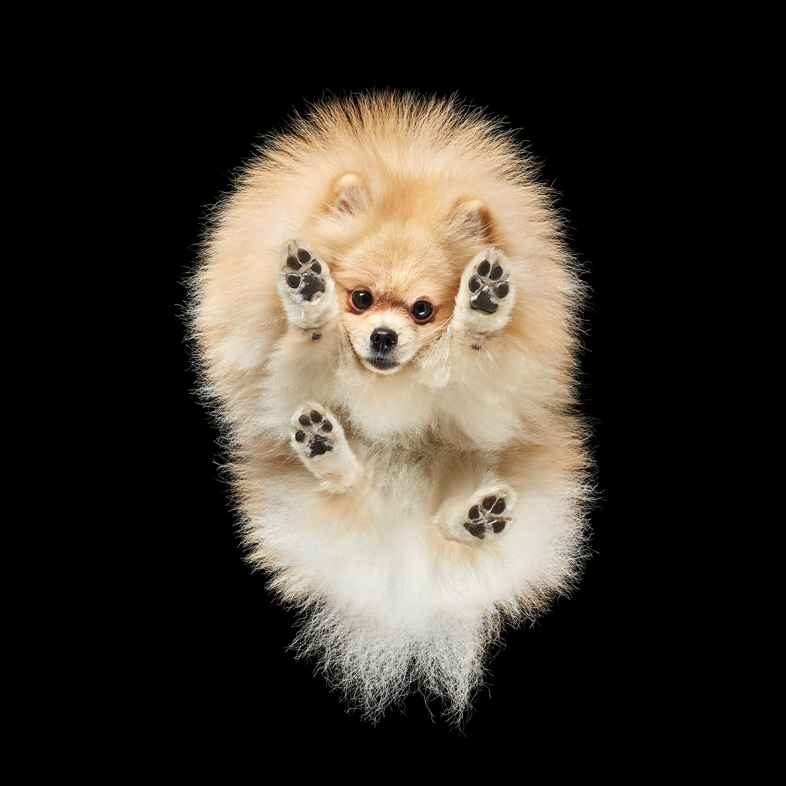 ‘Under-Dogs’ by photographer Andrius Burba, a pomerian dog shot from undeneath against a black background looks down at the camera