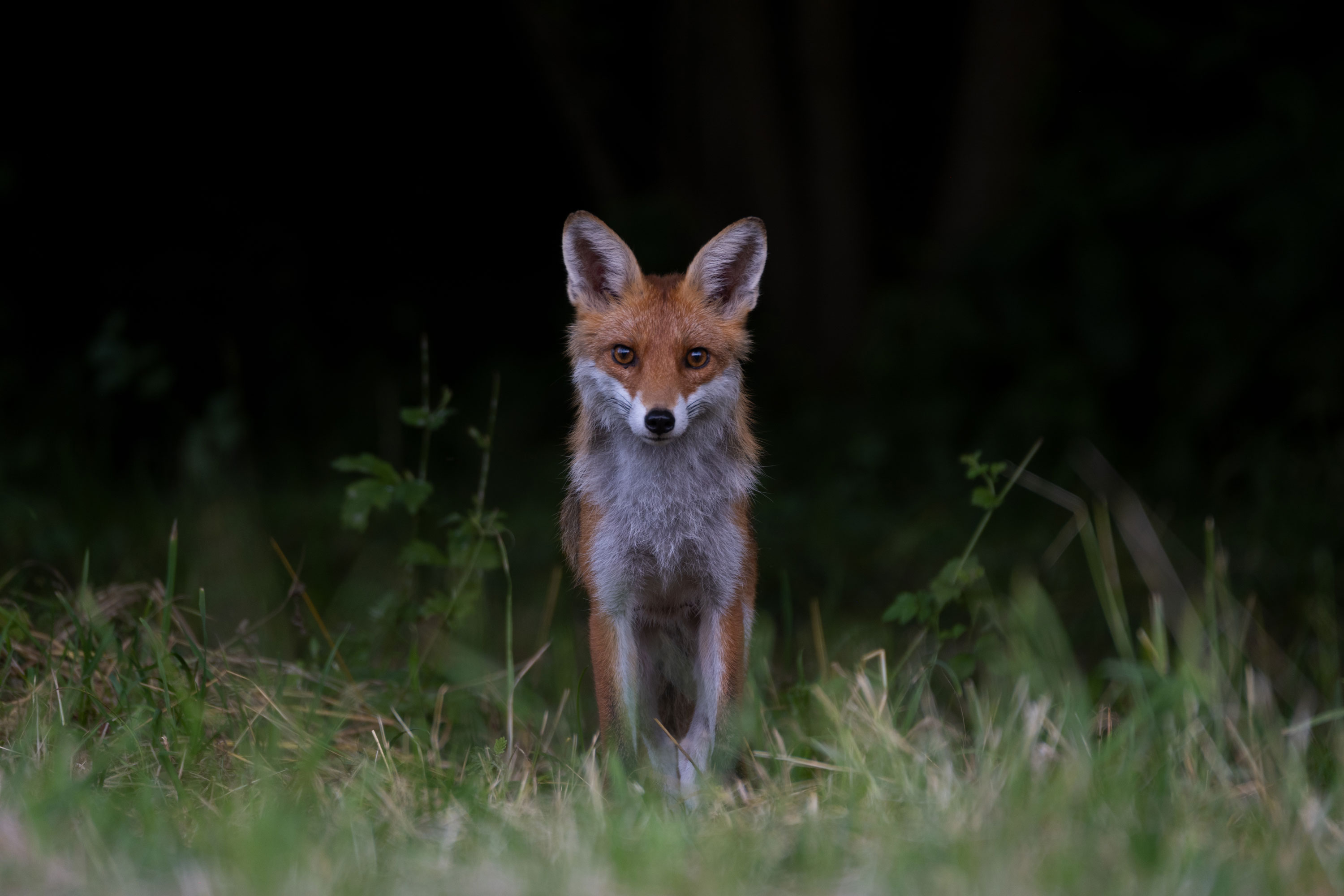Image d'un renard dans la forêt
