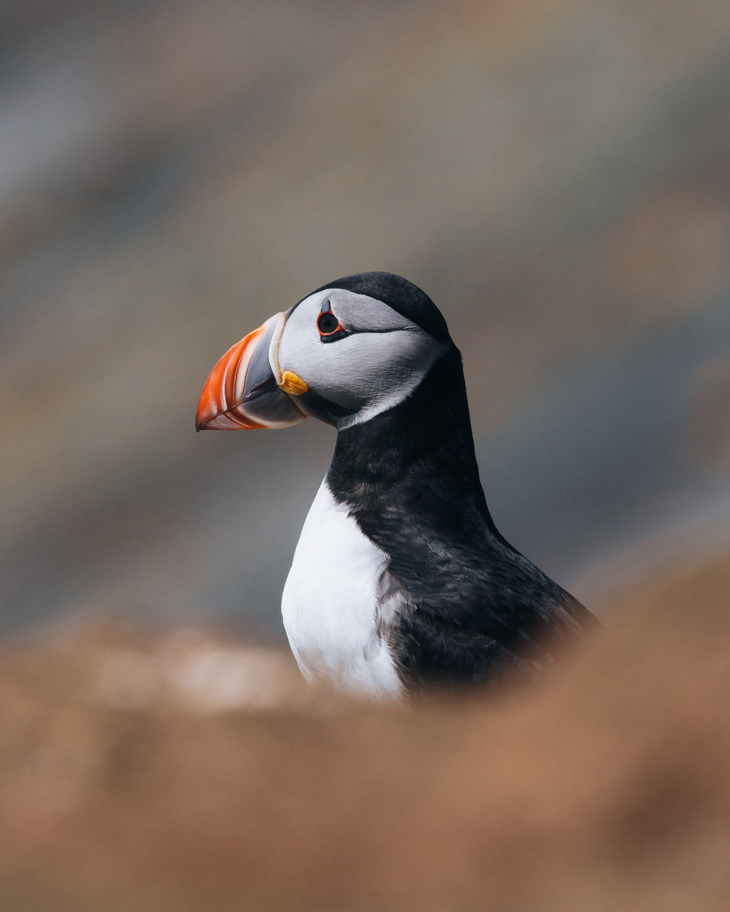 Het zijprofiel van een zittende papegaaiduiker, gefotografeerd op Skomer Island gemaakt door Brock Jeffrey met de Canon EOS 5D Mark IV.