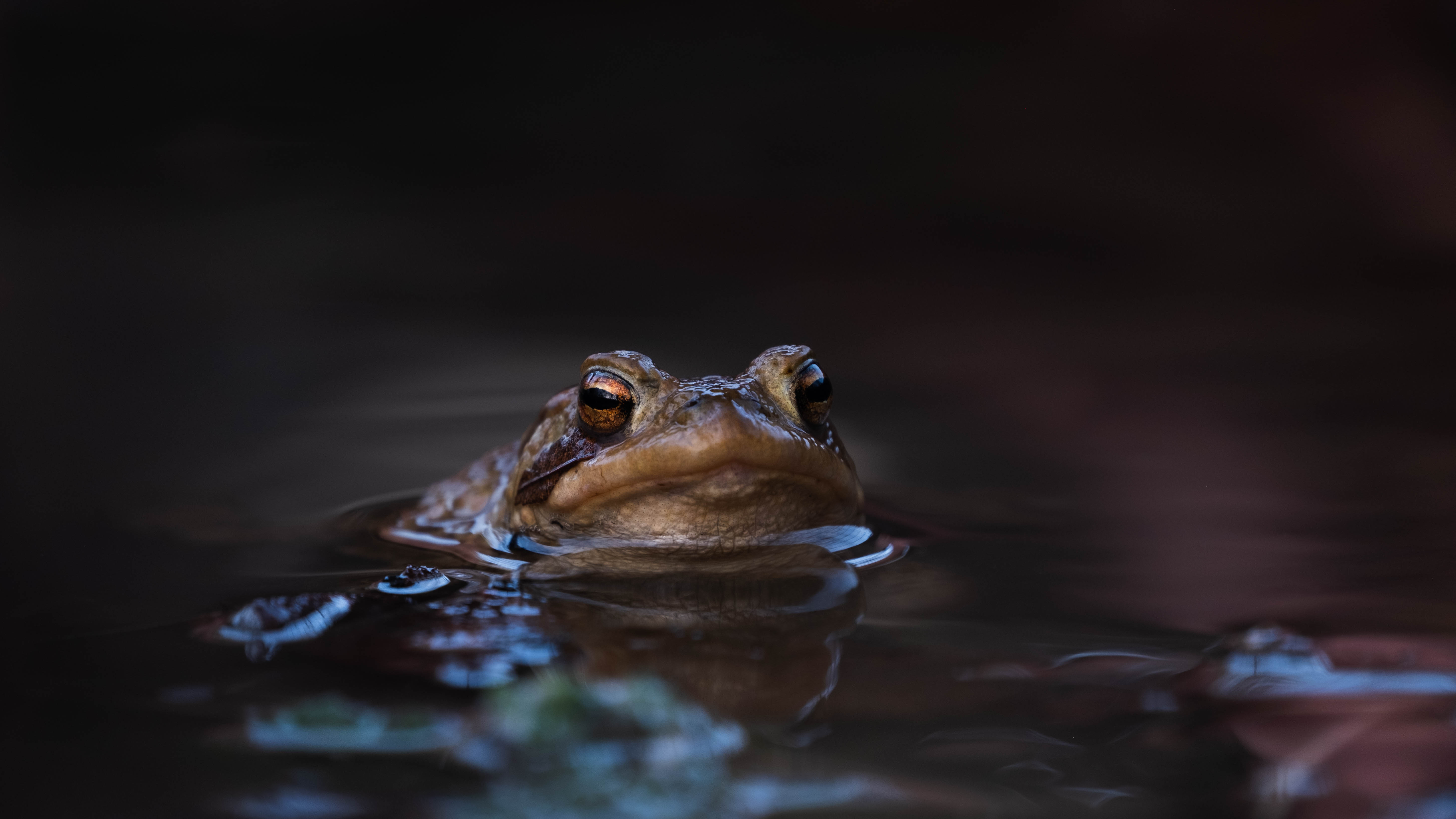 Gros plan sur un crapaud nageur