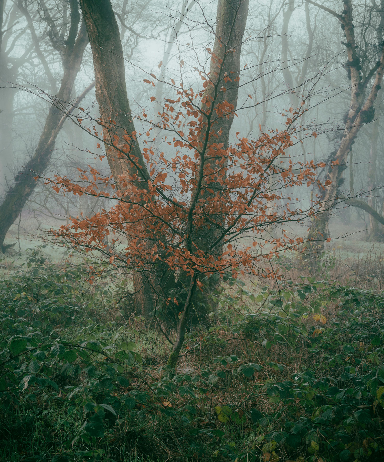 A tree with orange leaves in a forest in Scotland, with fog and trees in the background, photo by Scott Jessiman with a Nikon Z6 II