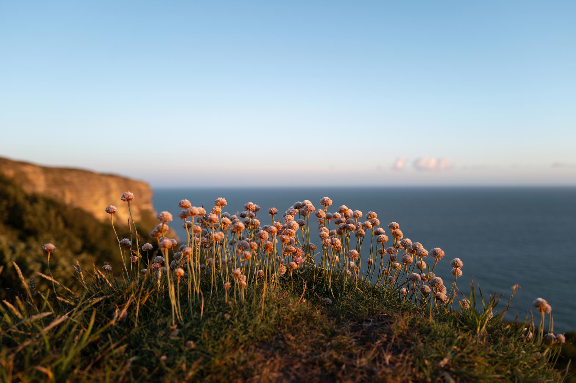 A group of tiny pink flowers in the grass on the top of a cliffside at the Isle of Wight. The sea is in the background with a blue, cloudy sky.