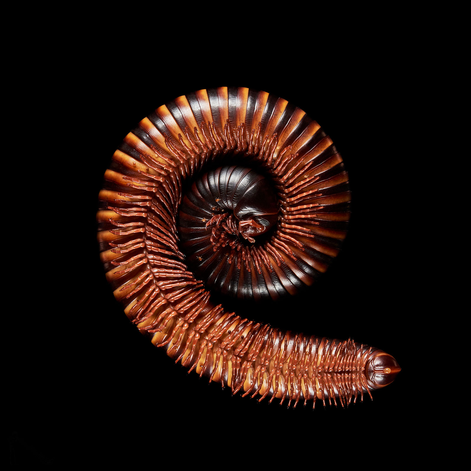 A centipede on a black solid background by photographer Andrius Burba