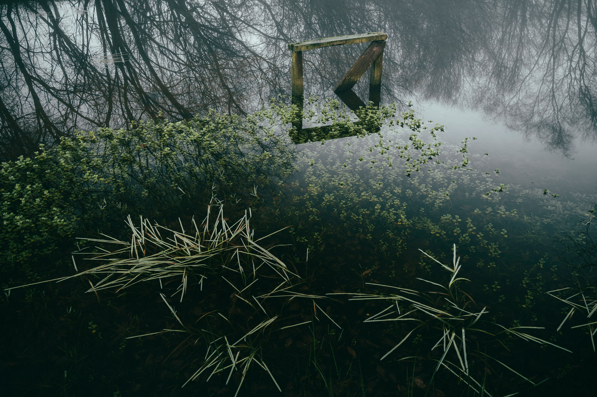 A pond in a foggy woodland by Scott Jessiman with a Nikon Z6 II