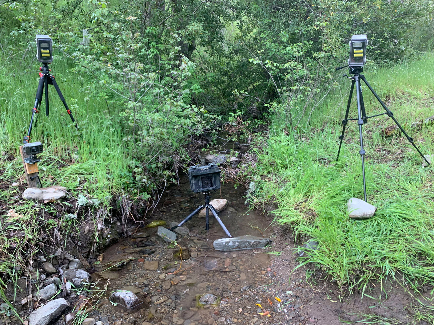 A full camera trap setup in the field including a Nikon D600 and two Nikon SB-28 flashes in protective housing
